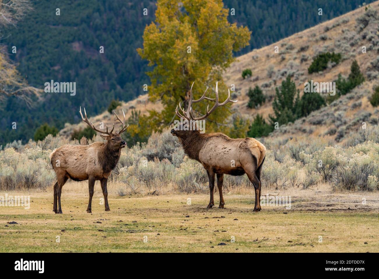 USA, Wyoming, Parco Nazionale di Yellowstone, tori di Elk (Cervus elaphus) in duello scintillante per il dominio nel Parco Nazionale di Yellowstone Foto Stock