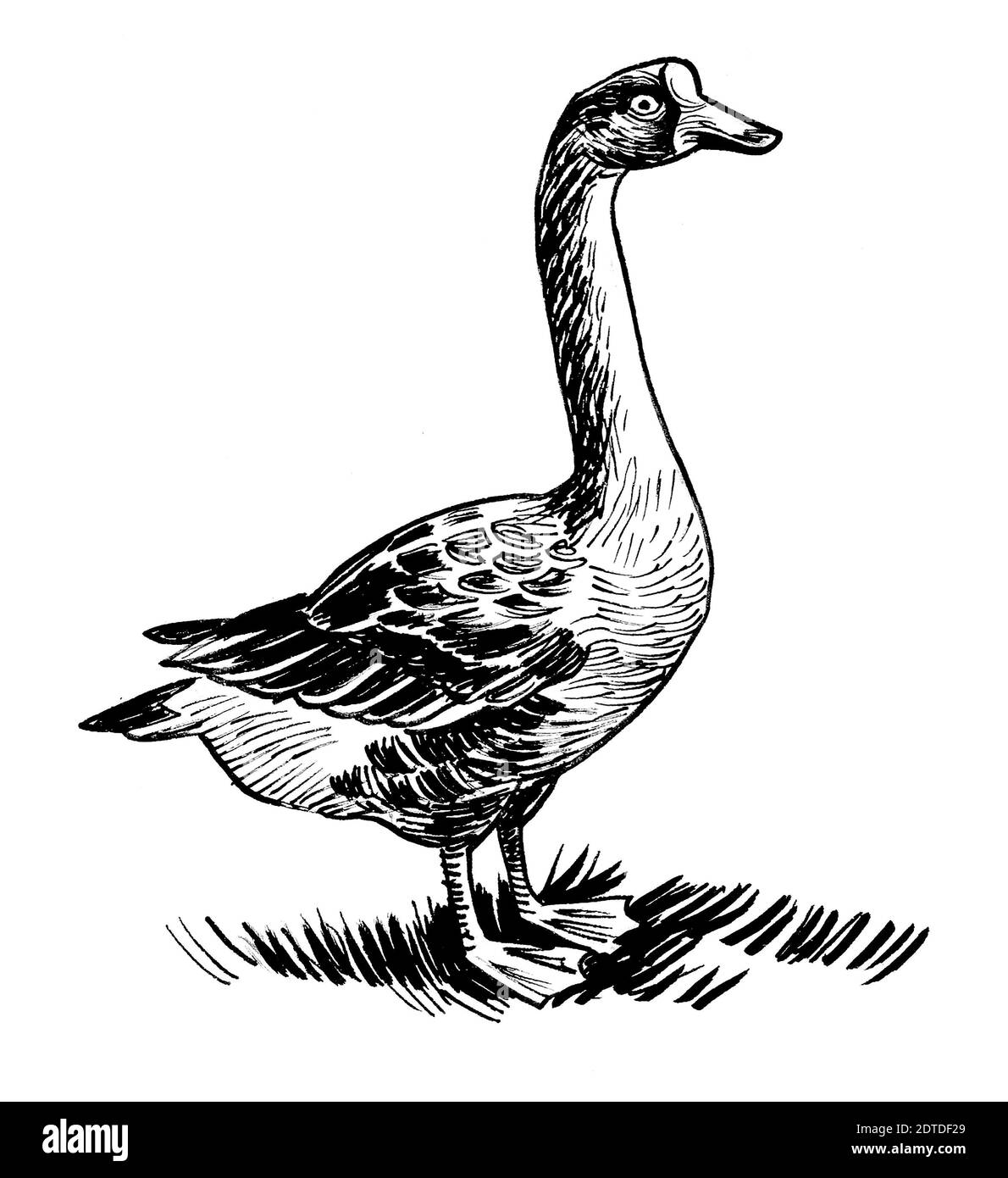 Uccello d'oca canadese. Disegno in bianco e nero con inchiostro Foto Stock