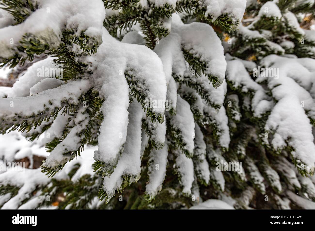 Pino coperto di neve invernale Foto Stock