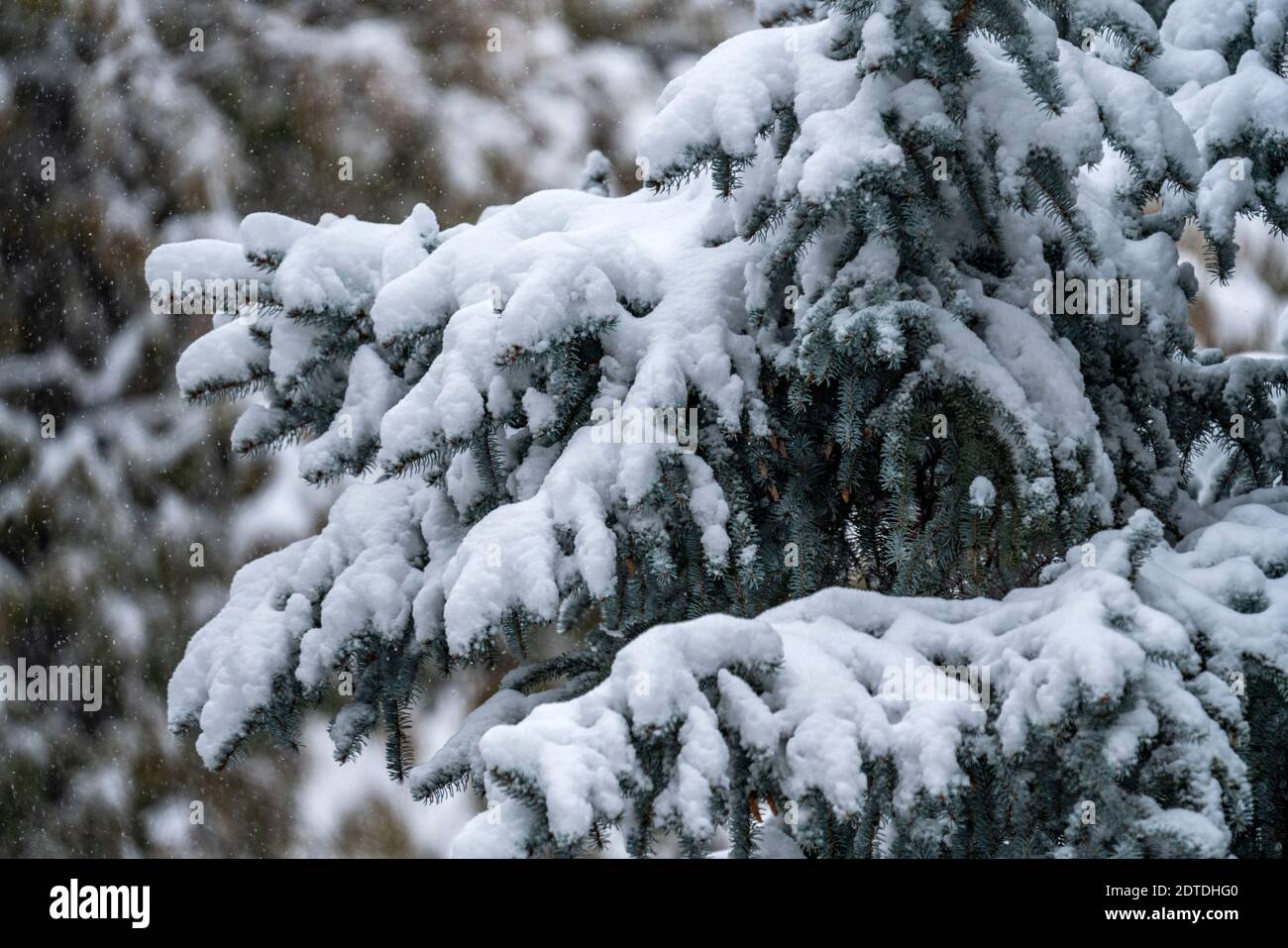 Pino coperto di neve invernale Foto Stock