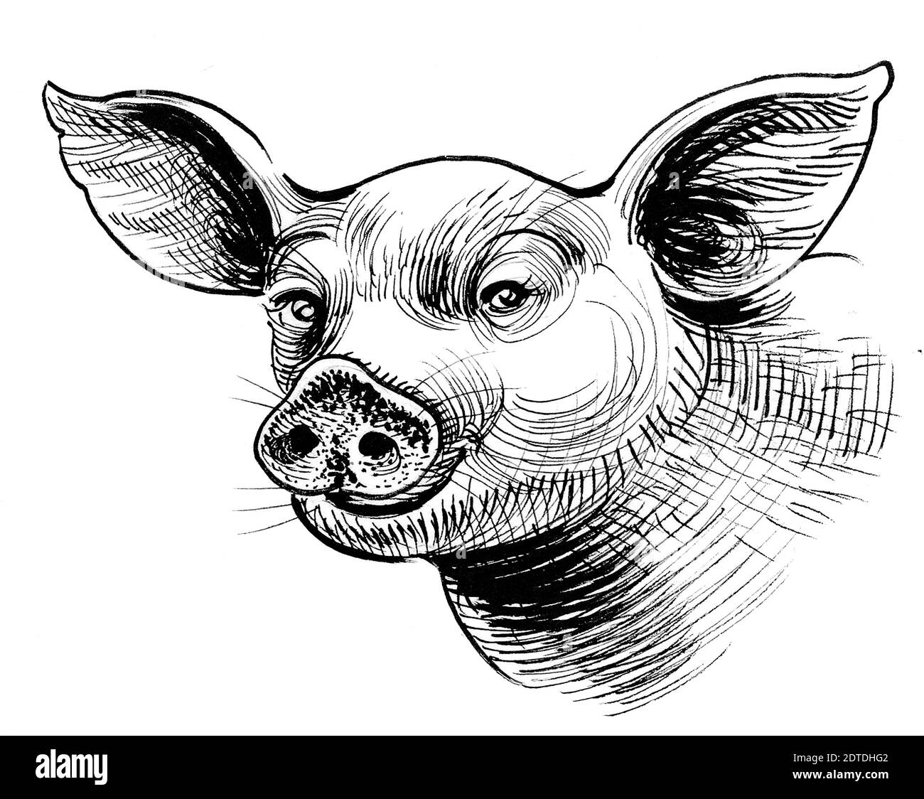 Simpatico ritratto a maialino. Disegno in bianco e nero con inchiostro Foto stock - Alamy