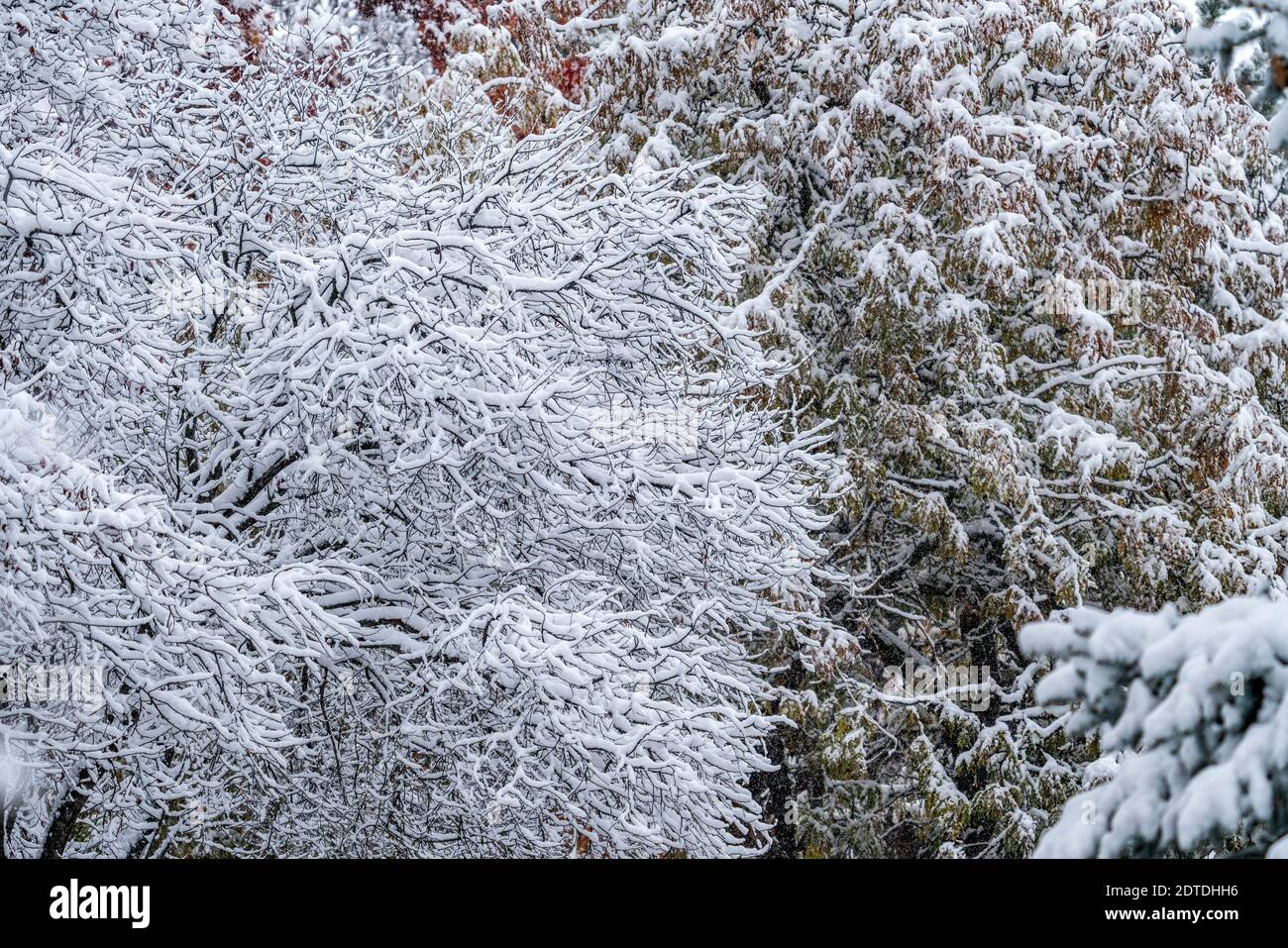 Alberi in foresta ricoperti di neve invernale Foto Stock