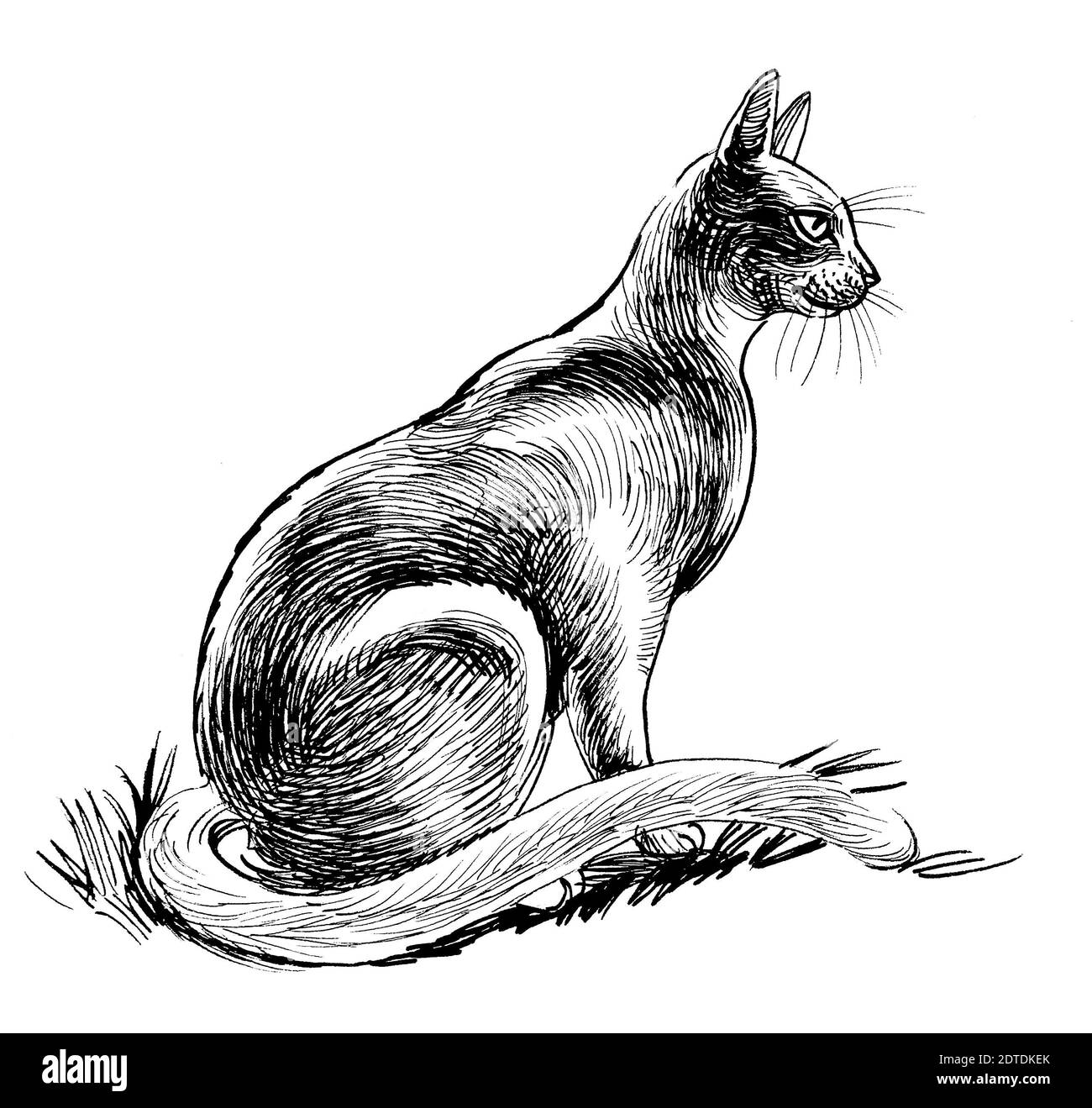 Gatto seduto. Disegno in bianco e nero con inchiostro Foto stock - Alamy