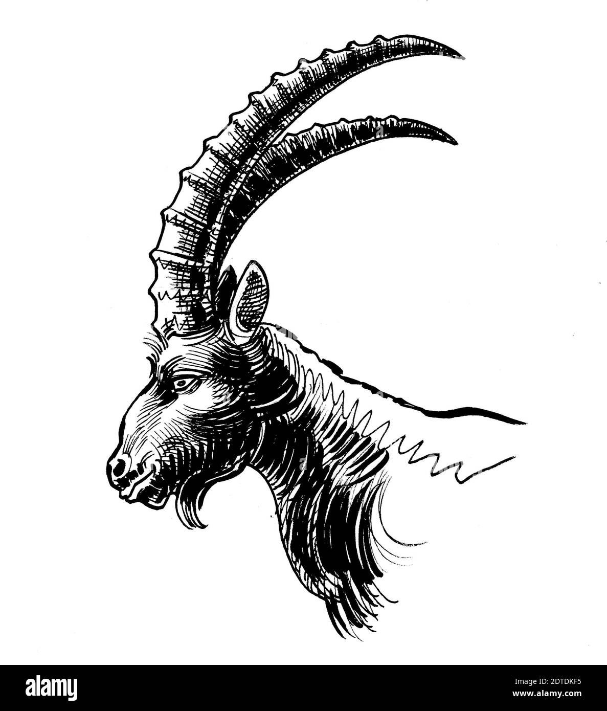 Testa di capra di montagna con corna lunghe. Disegno in bianco e nero con inchiostro Foto Stock