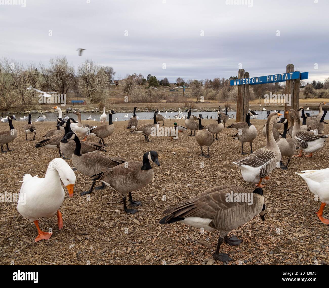 Waterfowl Habitat, Columbia Park, Kennewick, Washington state, Stati Uniti Foto Stock
