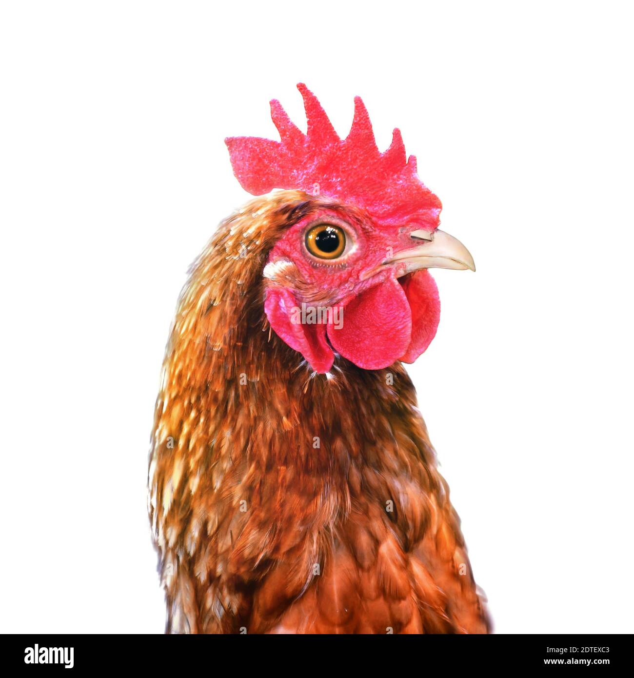 Gallina marrone con collo lungo e occhi grandi vista in primo piano Foto Stock