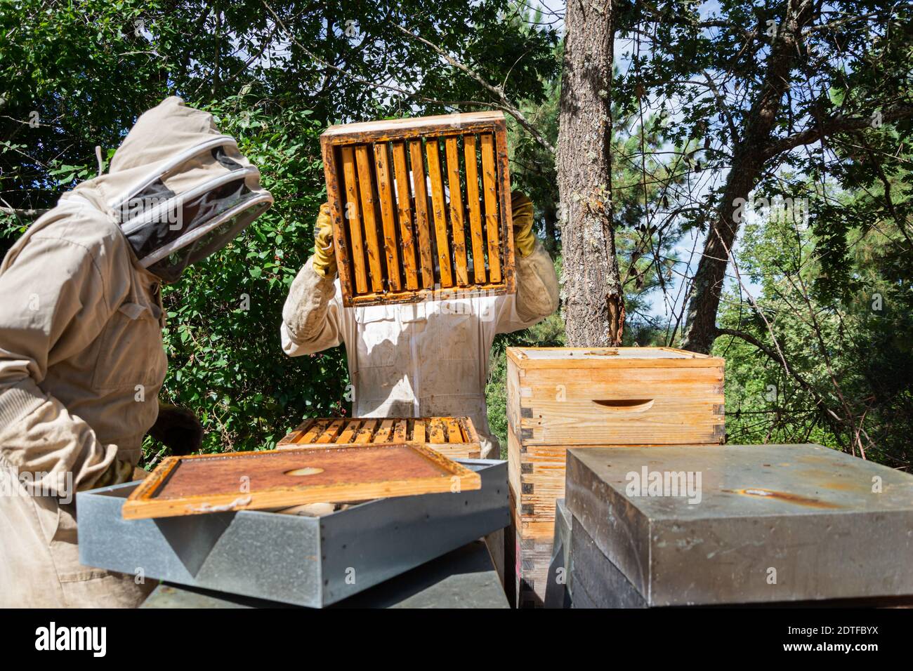 Lavoro apicoltore di raccogliere miele. Concetto di apicoltura. Foto Stock
