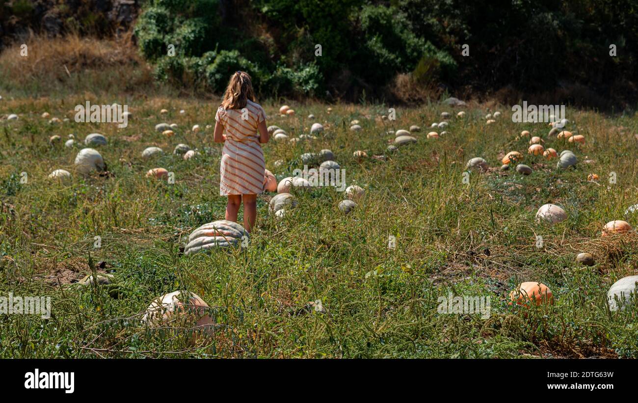 Vista posteriore su donna con abito arancione è nella toppa di zucca. Sfondo estivo con persona Foto Stock