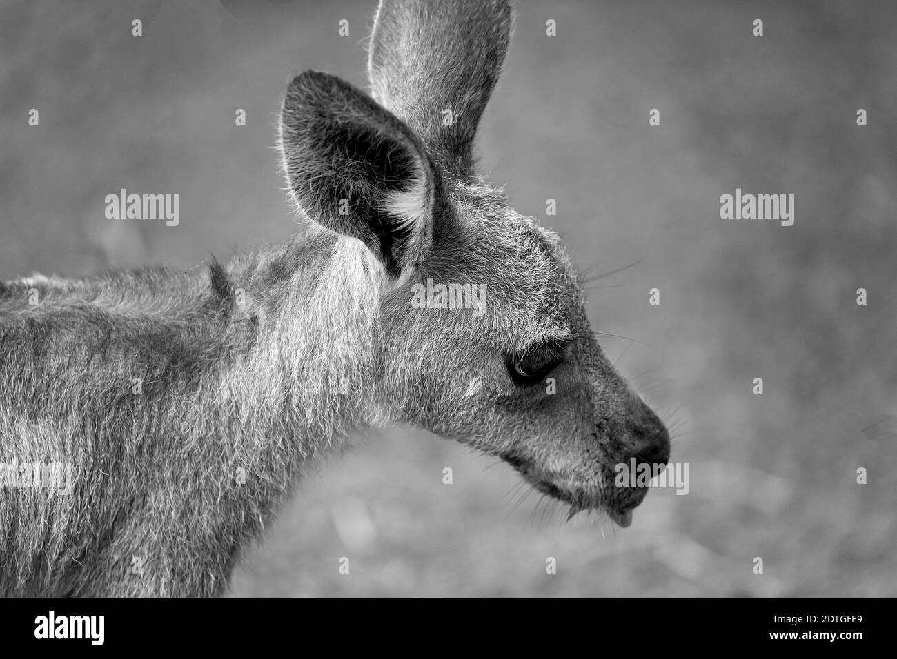 Primo piano di un canguro australiano su uno sfondo sfocato Foto Stock