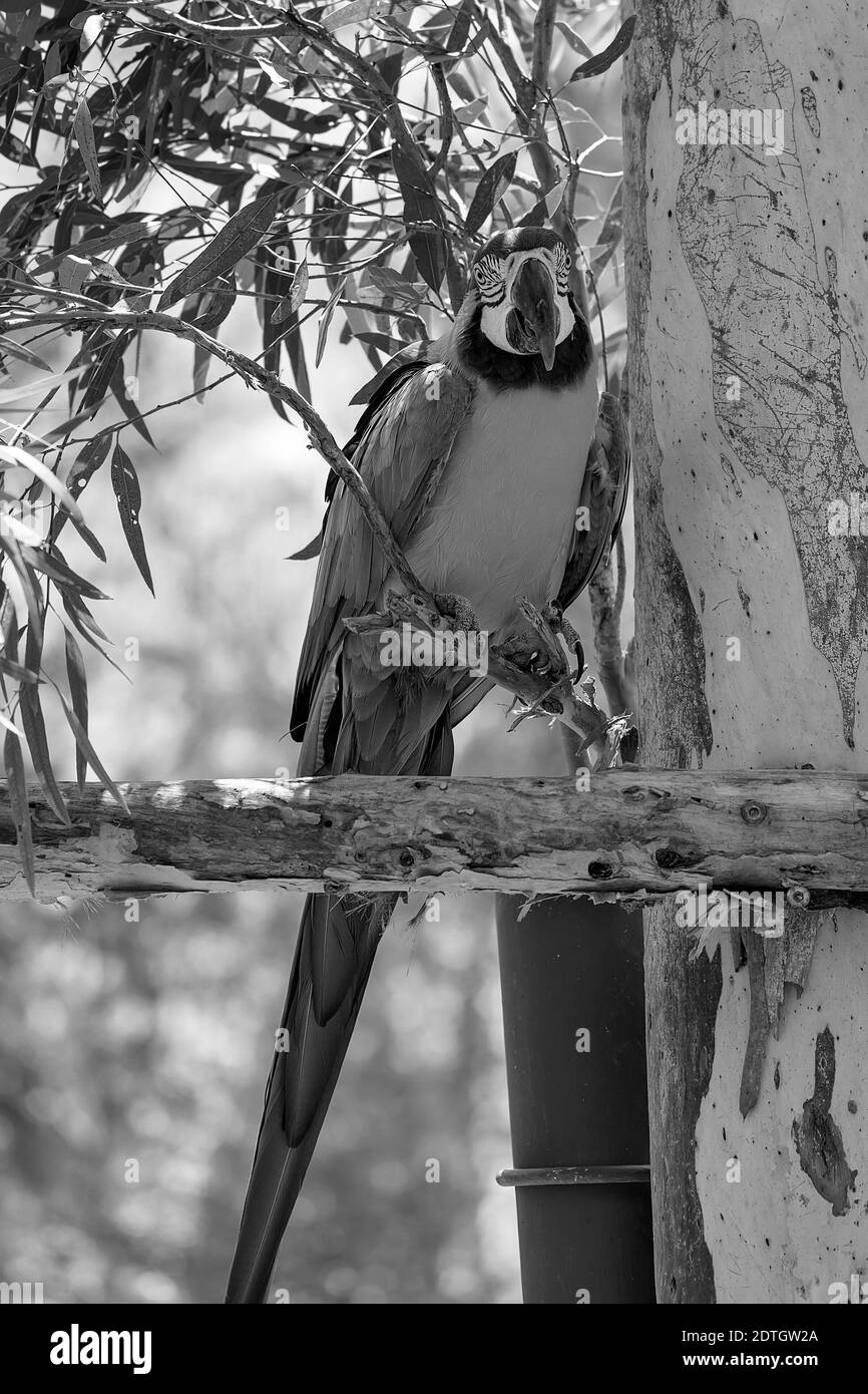 Pappagallo Blue e Gold Macaw seduto su un ramo di albero Foto Stock