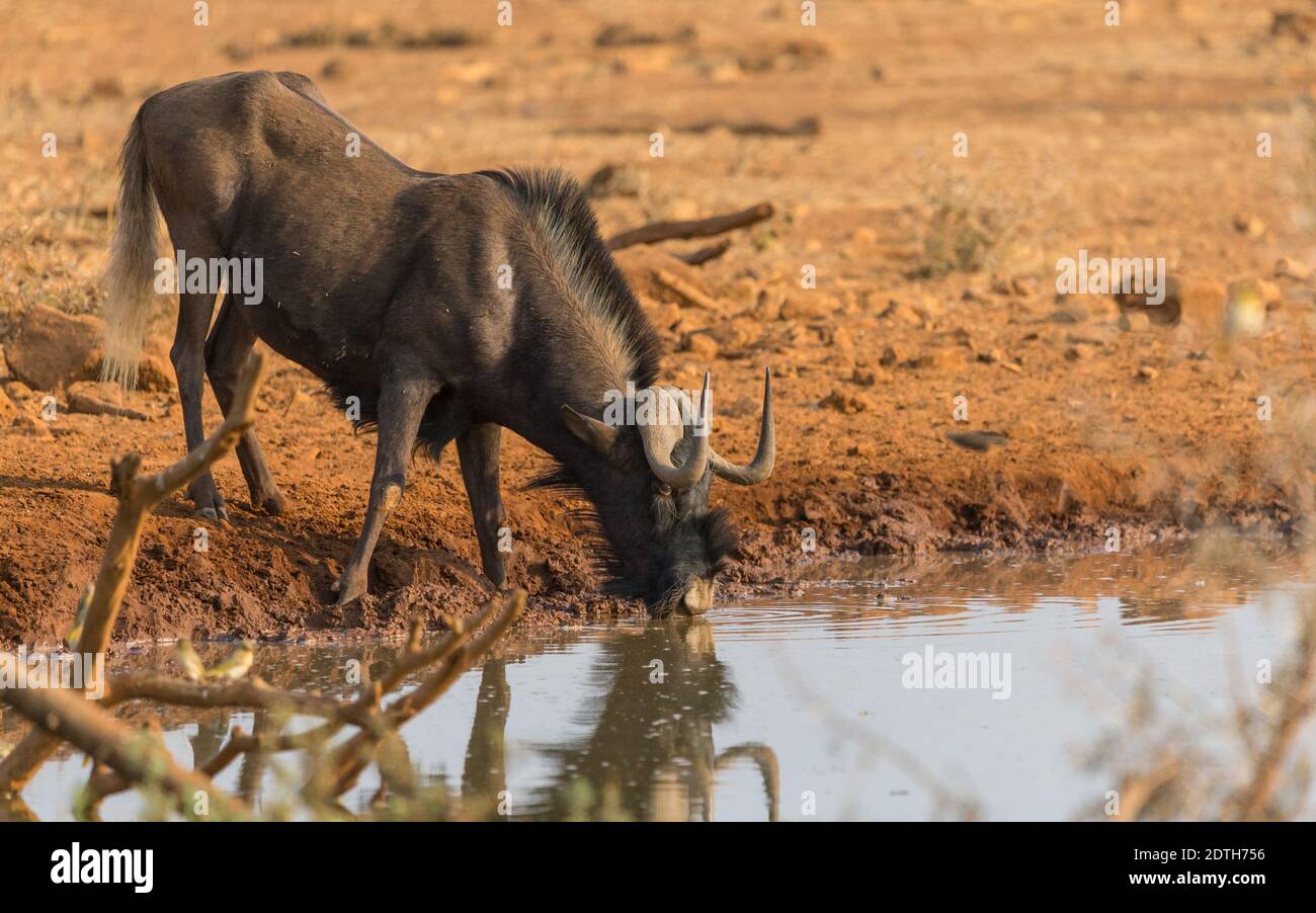Black Wildebeest o white-Tailed gnu (Connochaetes gnou) beve acqua in un buco d'acqua o annaffiatura in Namibia, Africa in natura Foto Stock