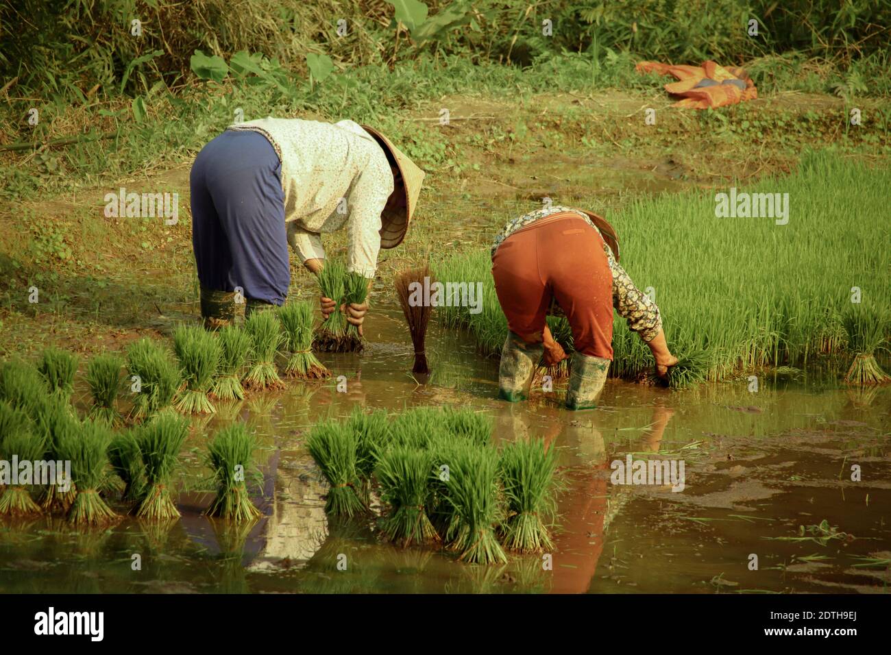 Due donne vietnamite che piantano il riso a mano a ha giang, in Vietnam, durante l'inizio della stagione delle piogge Foto Stock