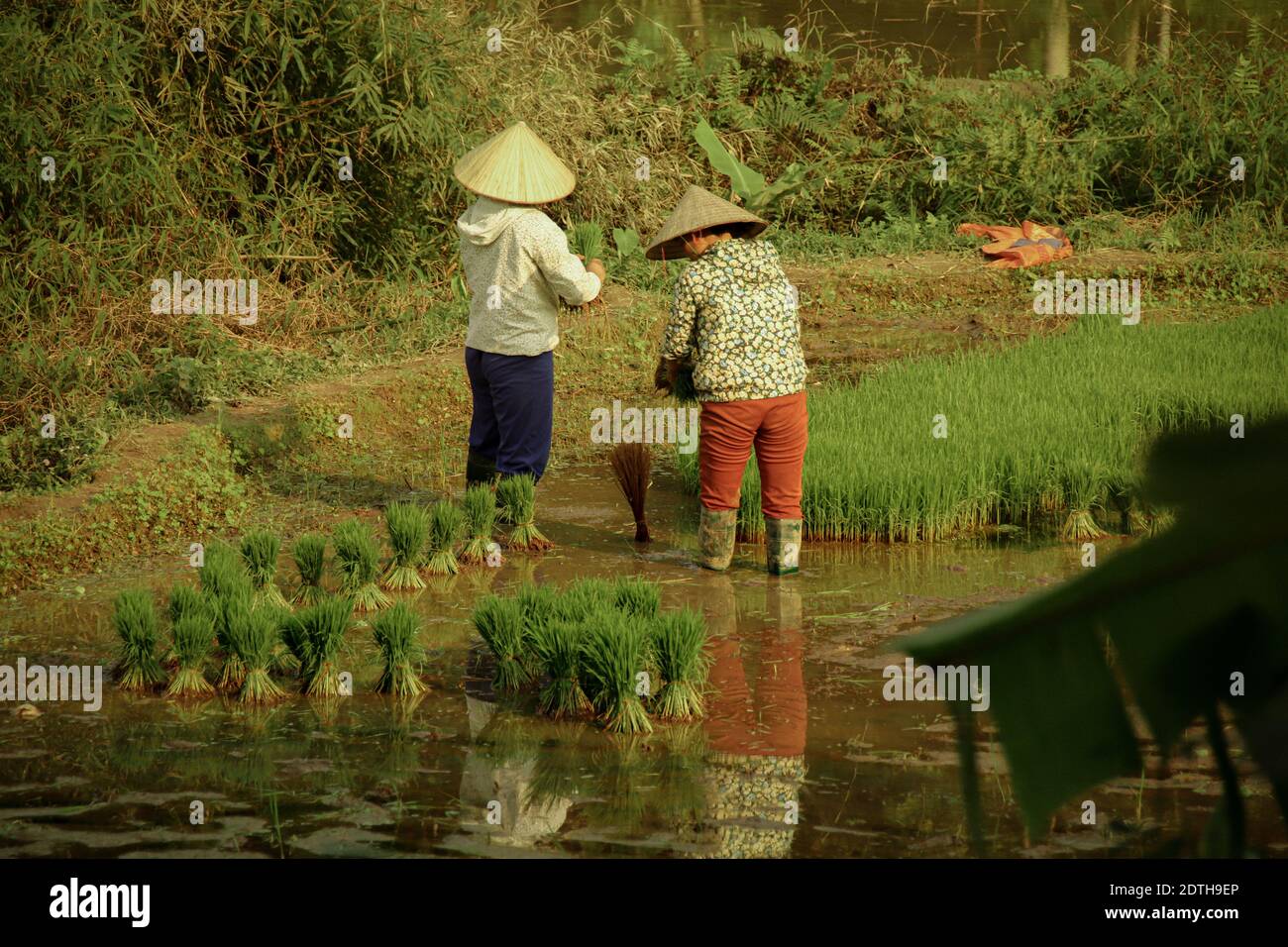 Due donne vietnamite che piantano il riso a mano a ha giang, in Vietnam, durante l'inizio della stagione delle piogge Foto Stock