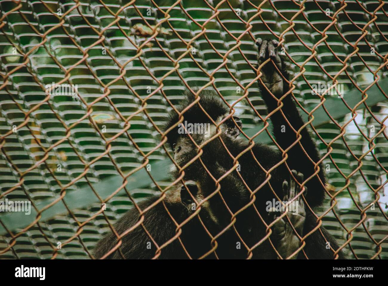 Gibbon nero o Nomascus colora salvato da bracconieri e riabilitato al CUC Phoung National Park a Ninh Binh, Vietnam Foto Stock