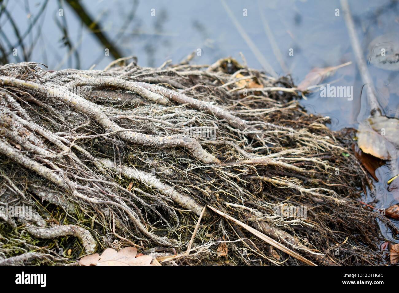 Le radici dell'albero swampy vicino in su Foto Stock