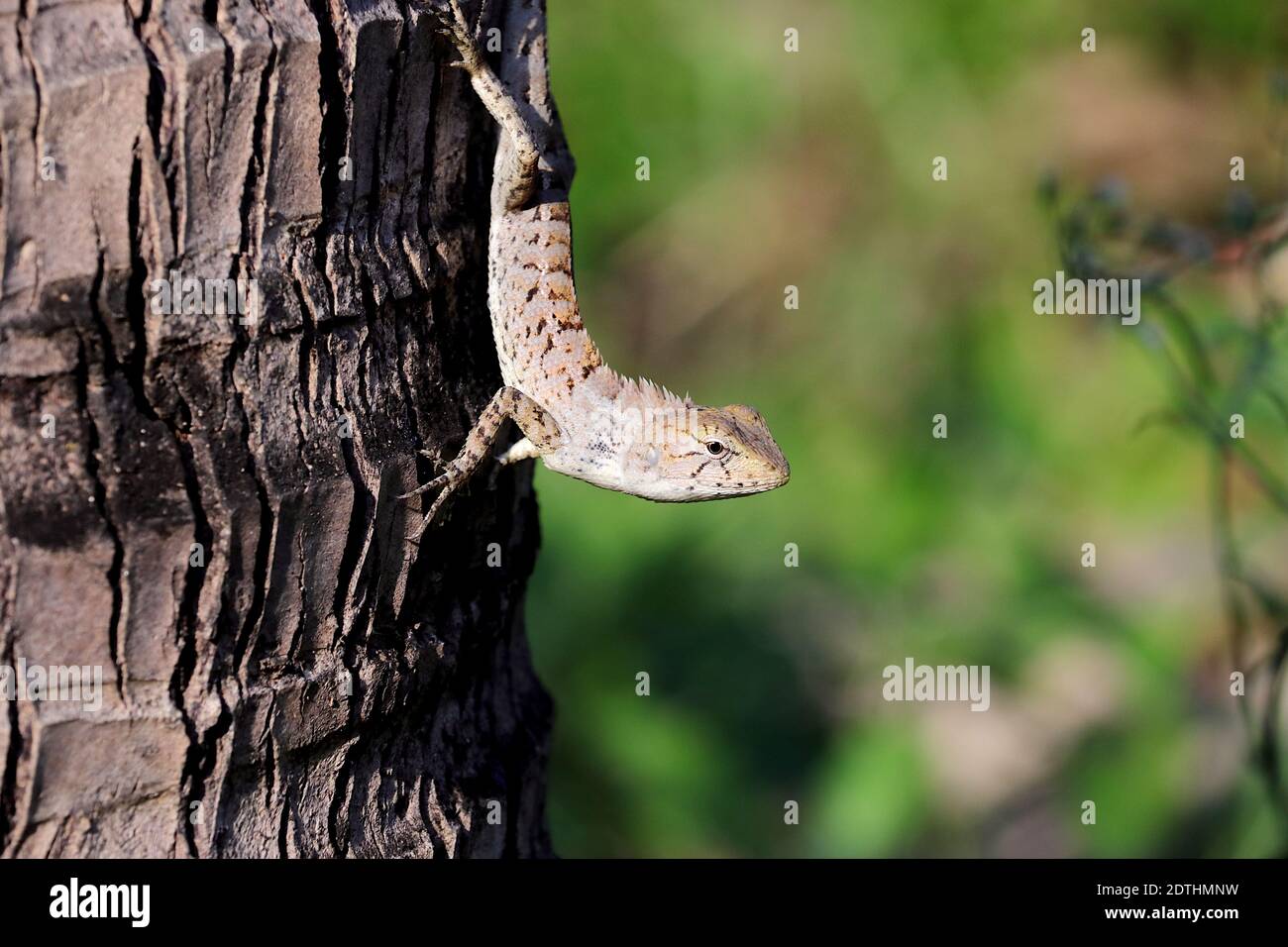 Il camaleonte si teneva su un albero di cocco e mi fissava sospettosamente. Foto Stock