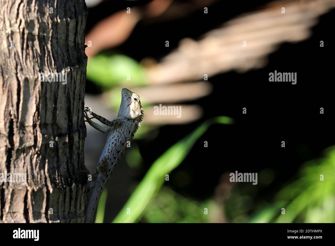 Il camaleonte si teneva su un albero di cocco e mi fissava sospettosamente. Foto Stock