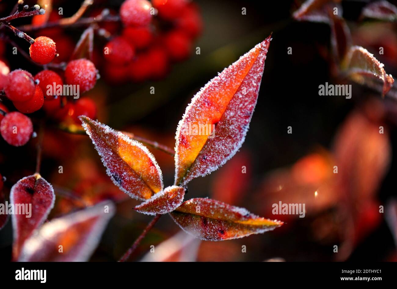 Shanghai, Cina. 22 dicembre 2020. Foglie ghiacciate sono raffigurate in un letto fiorito del distretto di Songjiang a Shanghai, Cina orientale, il 22 dicembre 2020. Credit: Zhang Jiansong/Xinhua/Alamy Live News Foto Stock