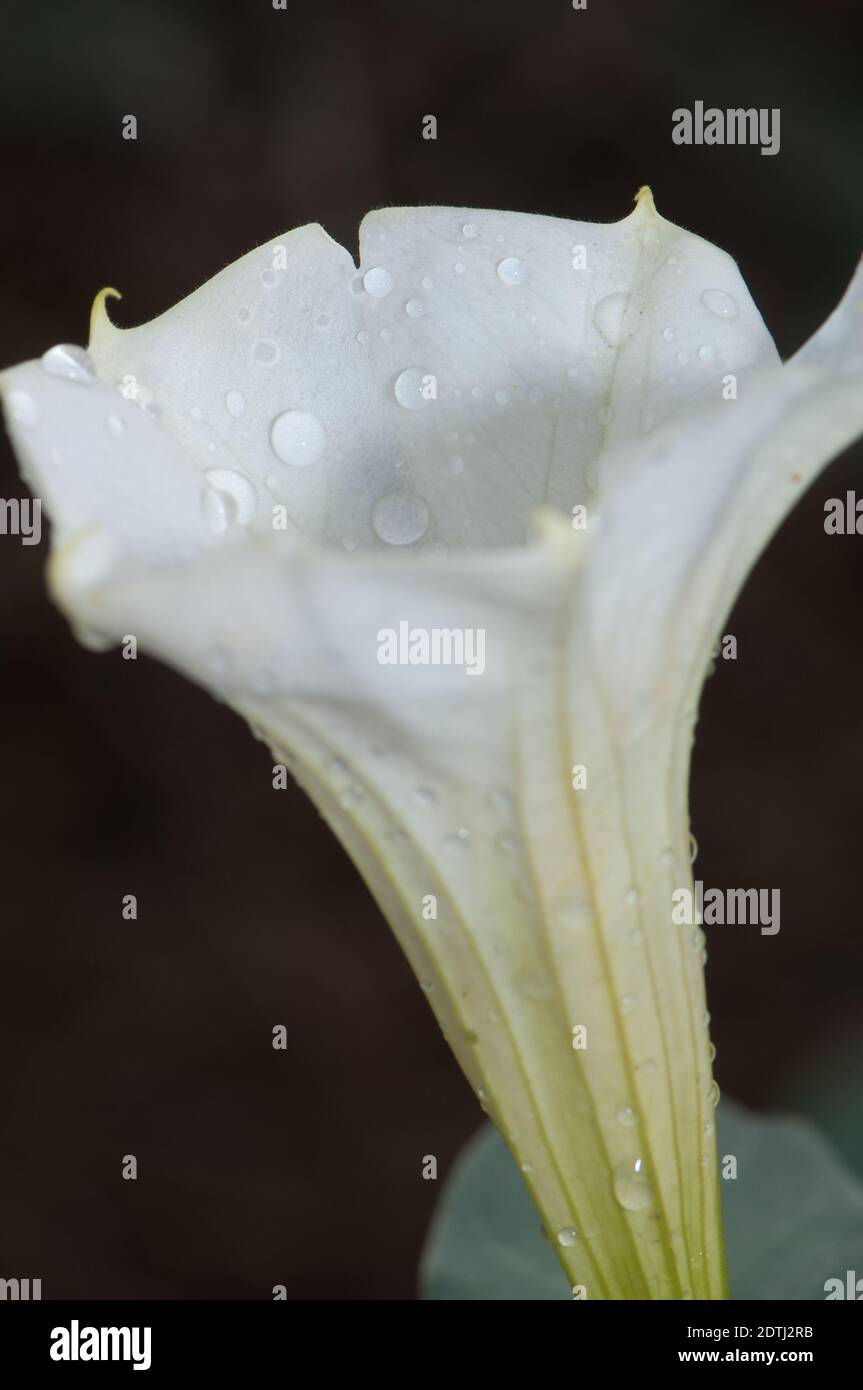 Fiore di datura Datura sp. Parco Nazionale Keoladeo Ghana. Bharatpur. Rajasthan. India. Foto Stock