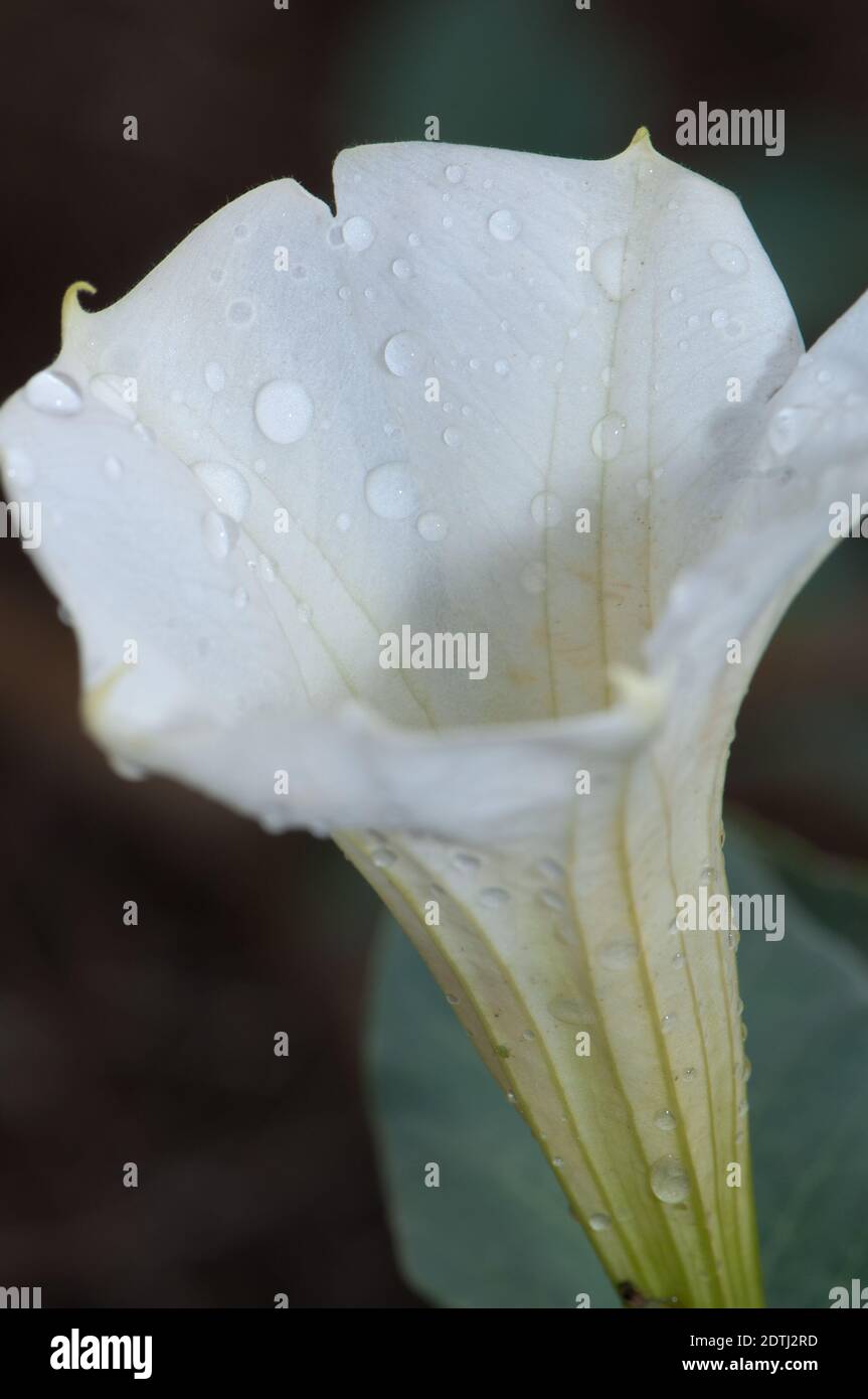 Fiore di datura Datura sp. Parco Nazionale Keoladeo Ghana. Bharatpur. Rajasthan. India. Foto Stock
