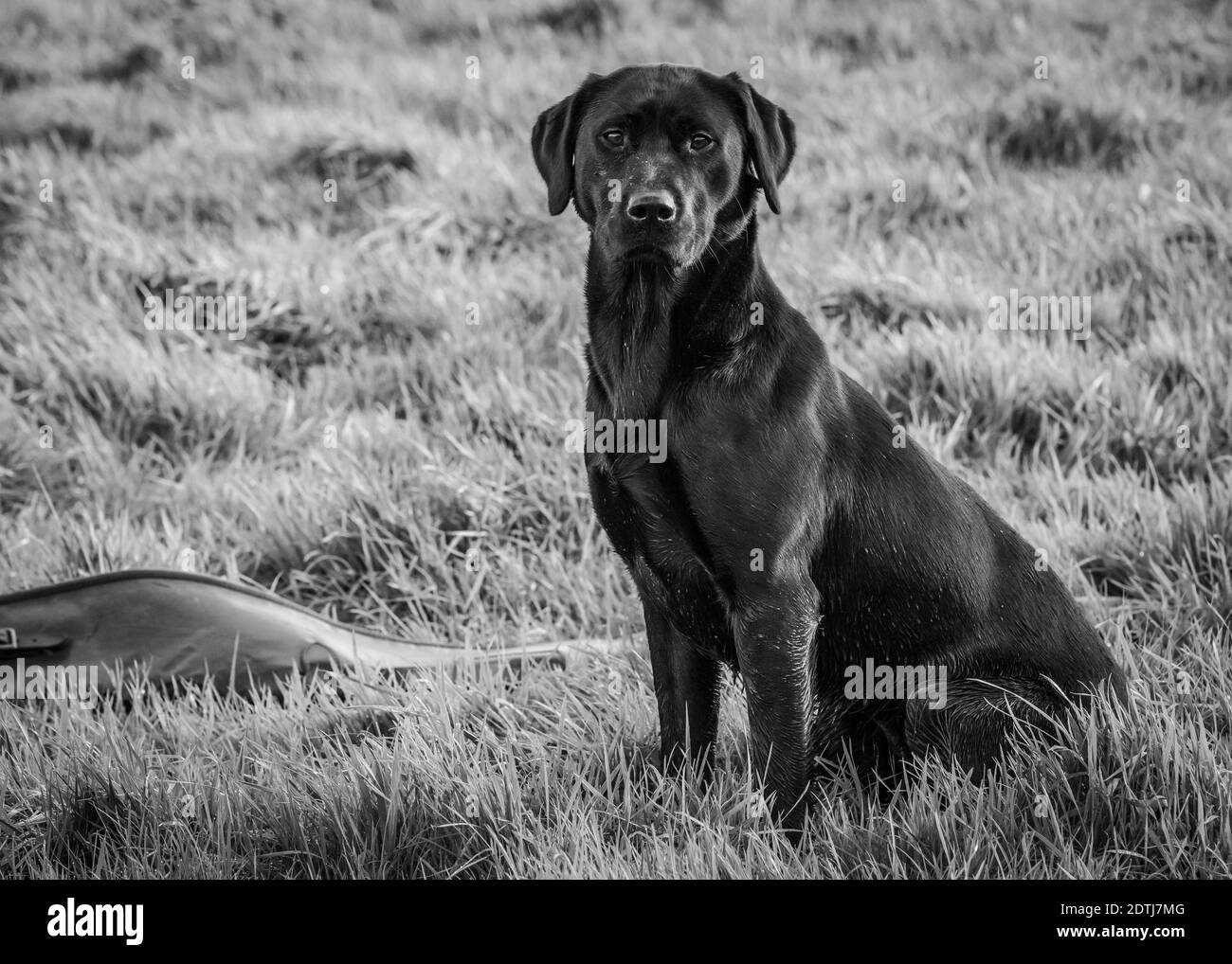 Nero Labrador Retriever Foto Stock