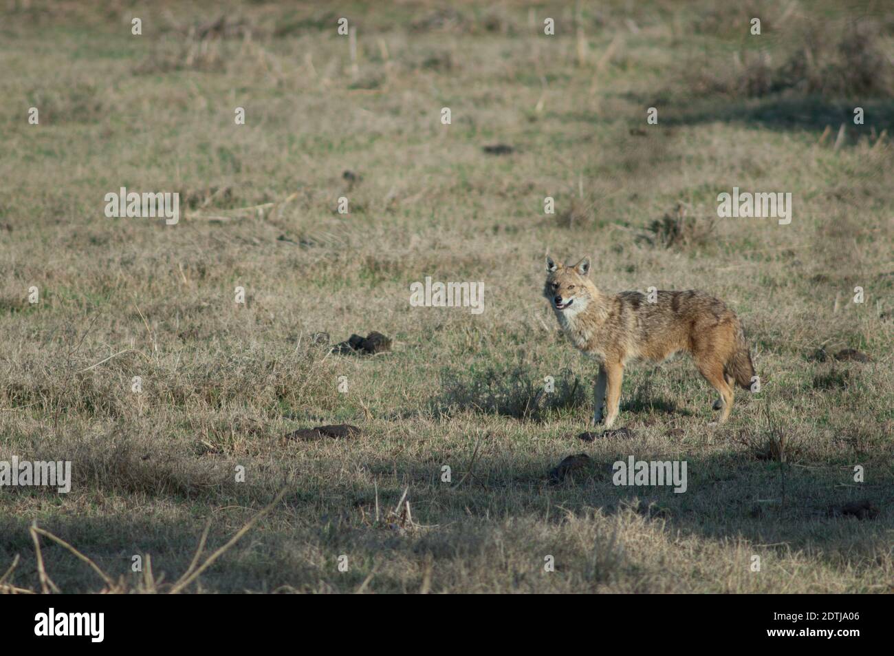 Golden jackal Canis aureus indicus. Parco Nazionale Keoladeo Ghana. Bharatpur. Rajasthan. India. Foto Stock