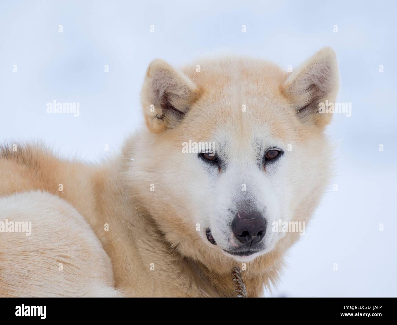 Cane da slitta durante l'inverno a Uummannaq nel nord-ovest della Groenlandia. Le squadre di cani sono ancora animali da traino per i pescatori dei villaggi. Nord America Foto Stock