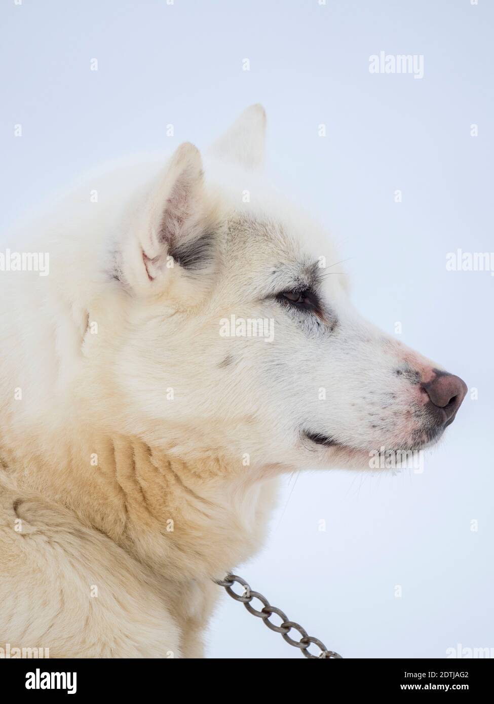 Cane da slitta durante l'inverno a Uummannaq nel nord-ovest della Groenlandia. Le squadre di cani sono ancora animali da traino per i pescatori dei villaggi. Nord America Foto Stock