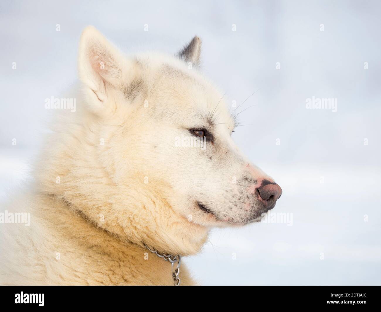 Cane da slitta durante l'inverno a Uummannaq nel nord-ovest della Groenlandia. Le squadre di cani sono ancora animali da traino per i pescatori dei villaggi. Nord America Foto Stock