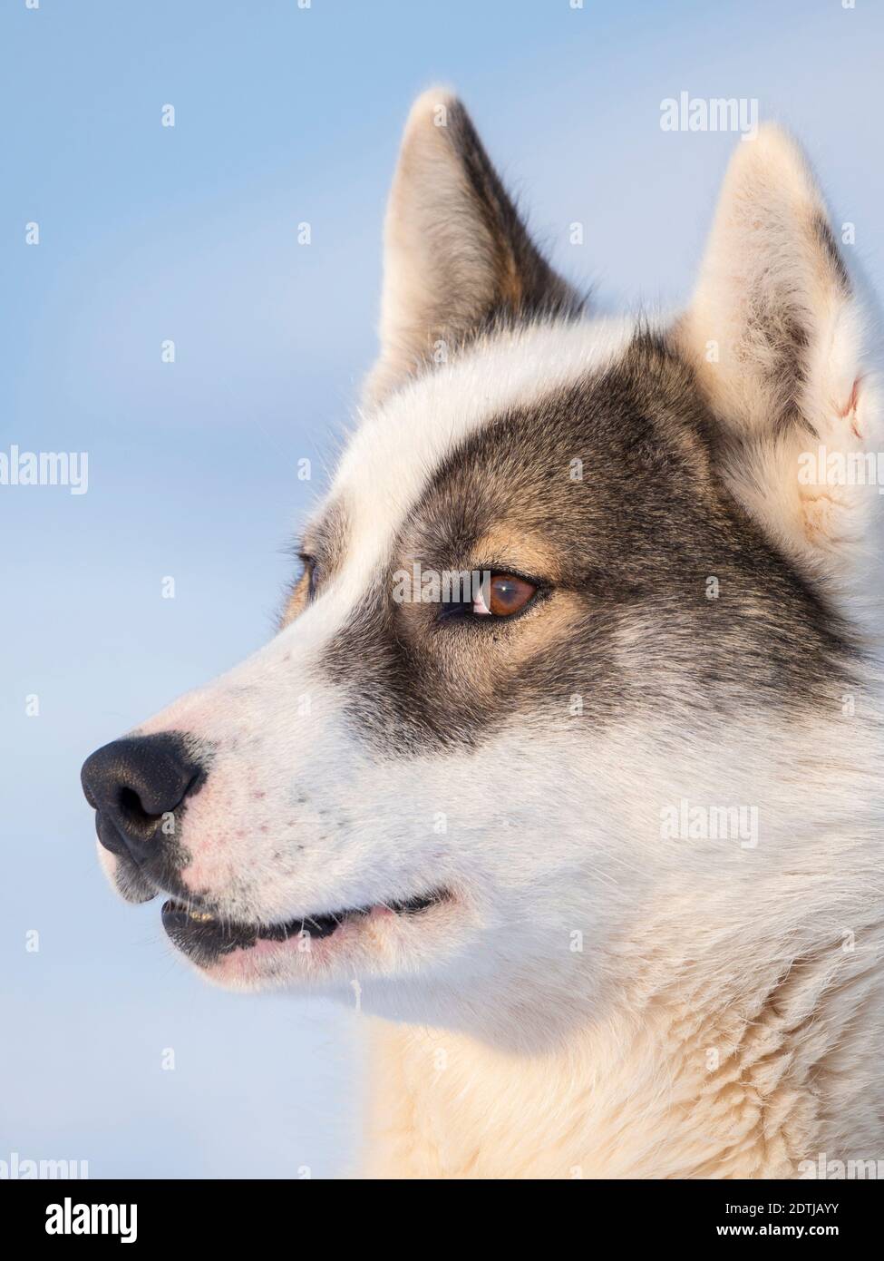 Cane da slitta durante l'inverno a Uummannaq nel nord-ovest della Groenlandia. Le squadre di cani sono ancora animali da traino per i pescatori dei villaggi. Nord America Foto Stock