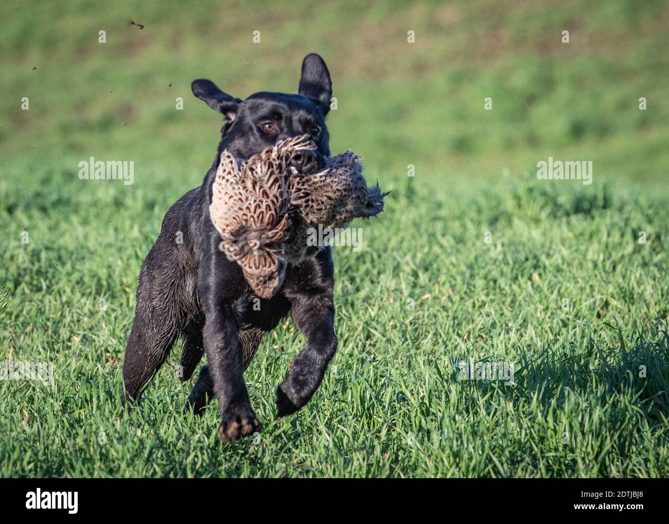 Nero Labrador Retriever Foto Stock