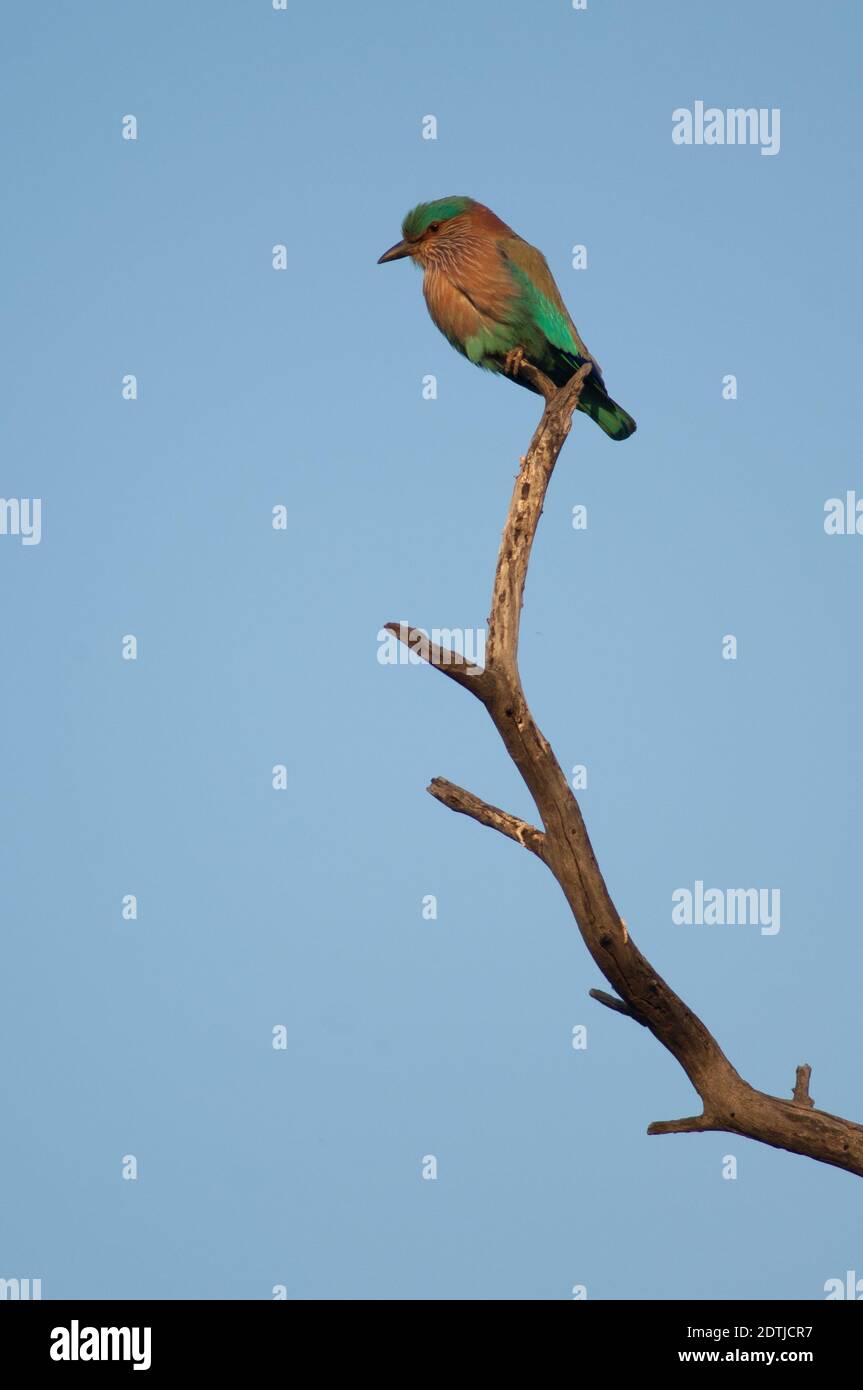 Southern Roller Coracias benghalensis indicus. Parco Nazionale Keoladeo Ghana. Bharatpur. Rajasthan. India. Foto Stock