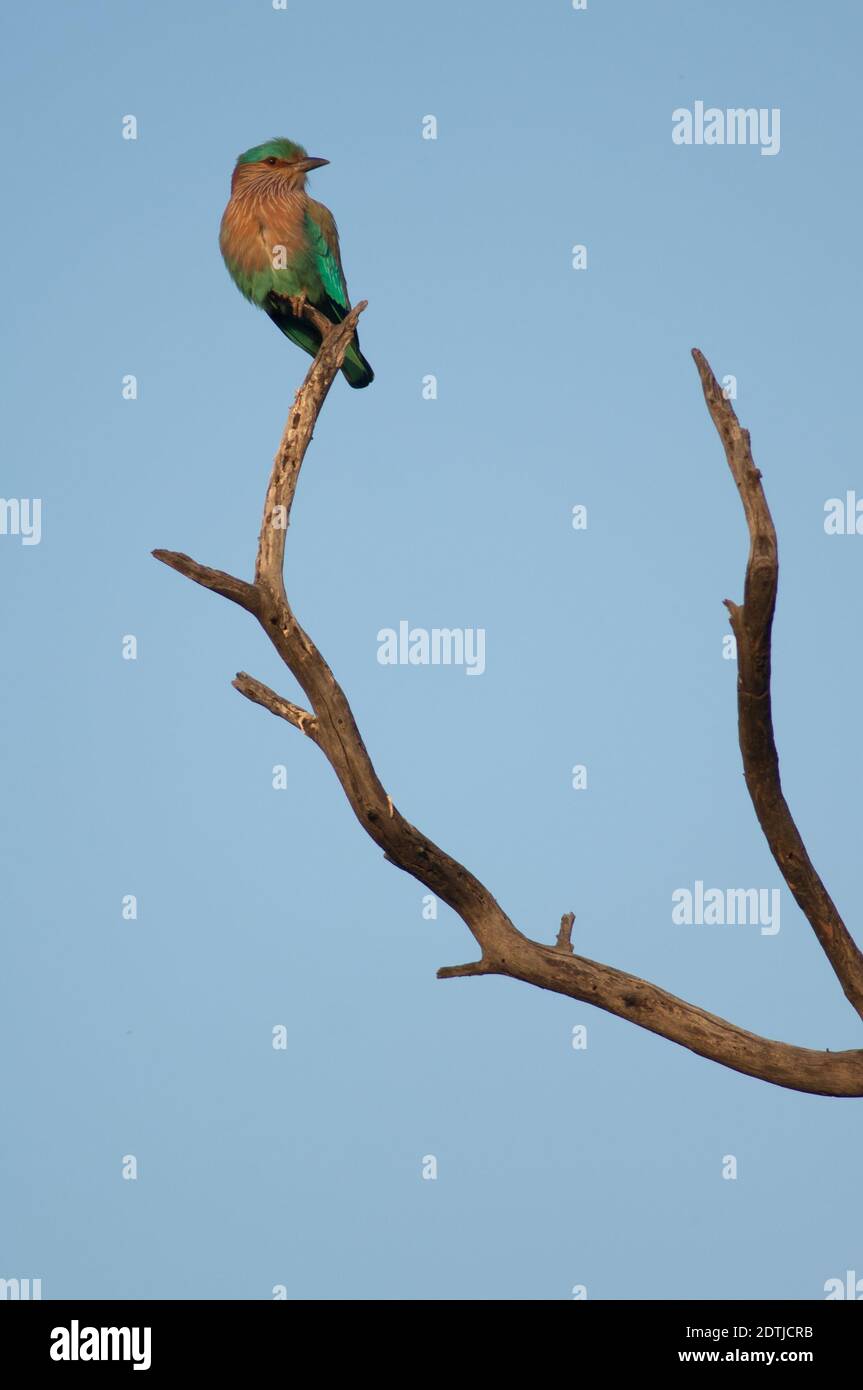 Southern Roller Coracias benghalensis indicus. Parco Nazionale Keoladeo Ghana. Bharatpur. Rajasthan. India. Foto Stock