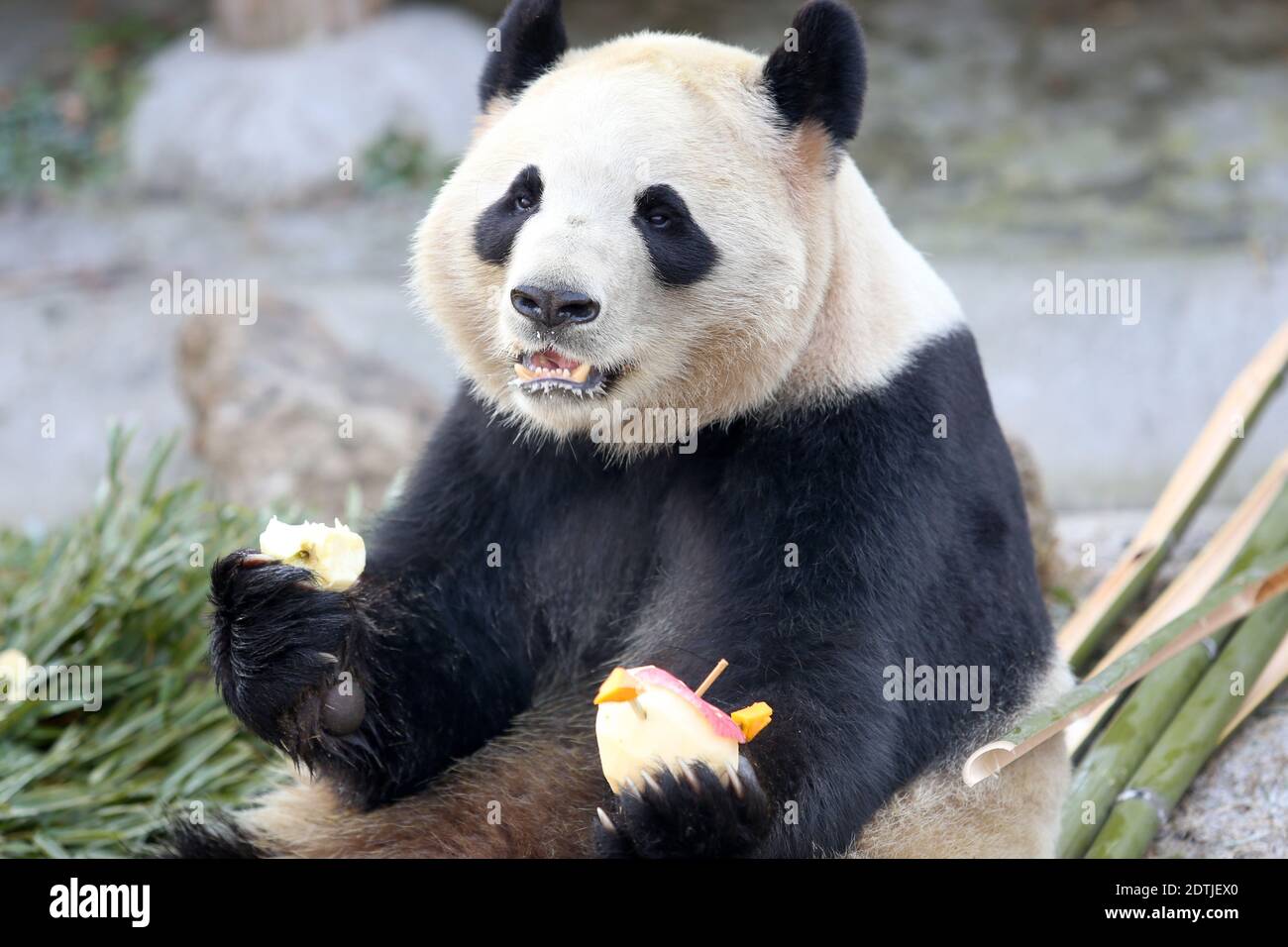 Nantong, Nantong, Cina. 22 dicembre 2020. Jiangsu, CINA-il 21 dicembre, i 24 termini solari del solstizio d'inverno, il parco naturale forestale di Nantong, provincia di Jiangsu, ha attivato il sistema di riscaldamento, adottando due sistemi di riscaldamento a pavimento e aria condizionata, E la regolazione della temperatura in base alle esigenze di diversi animali.Ã‚Â inoltre, lo zoo ha anche preparato cibo su misura per panda, panda rossi, giraffe e altri animali, gli animali si sentono a proprio agio ''assaggia il cibo e godere del calore' Credit: SIPA Asia/ZUMA Wire/Alamy Live News Foto Stock