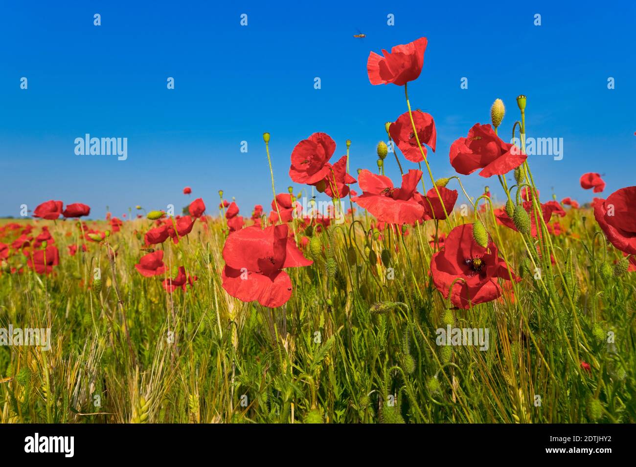Papaver rhoeas o papavero rosso in un campo, Loiret, Francia Foto Stock