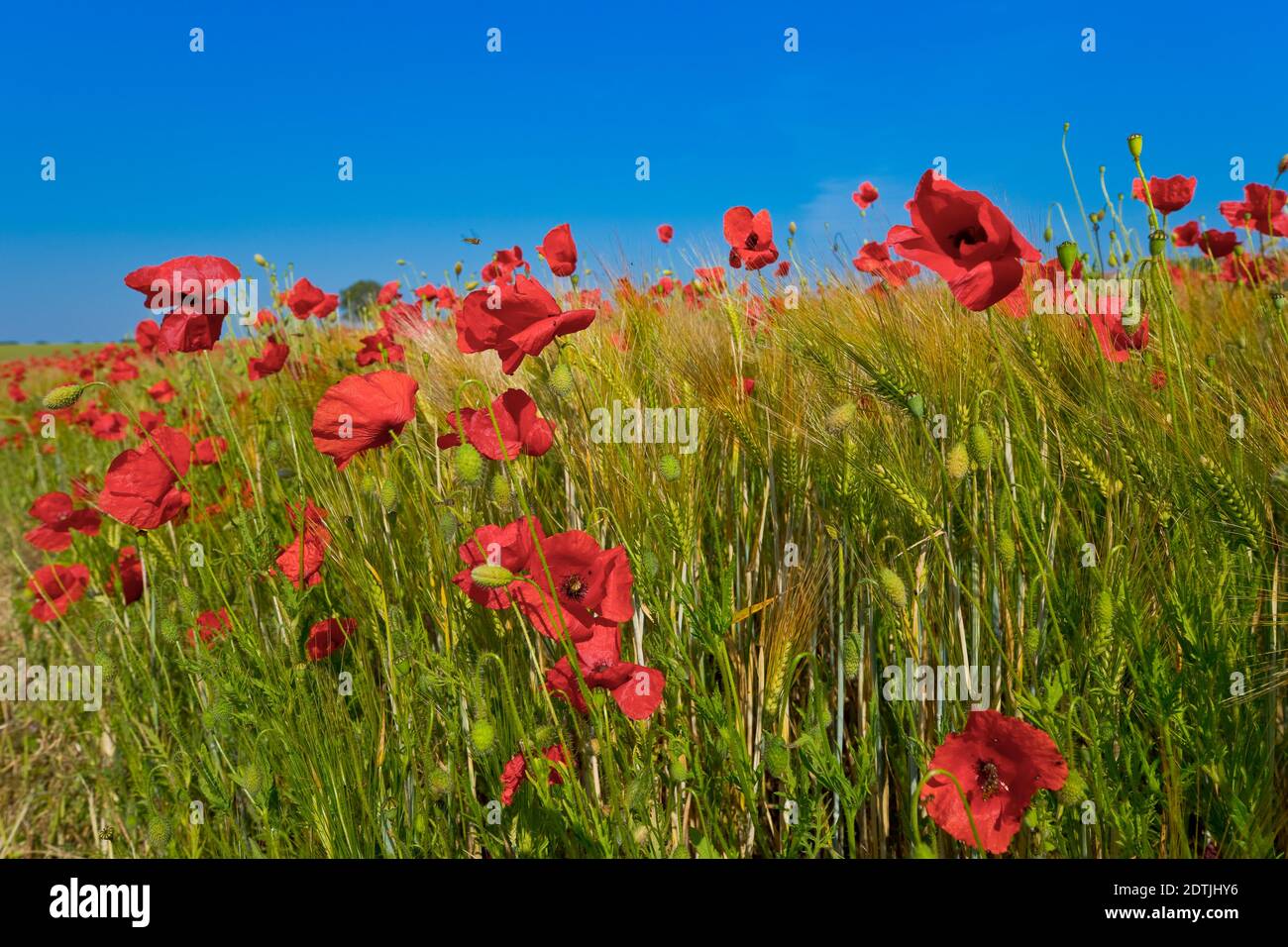 Papaver rhoeas o papavero rosso in un campo, Loiret, Francia Foto Stock