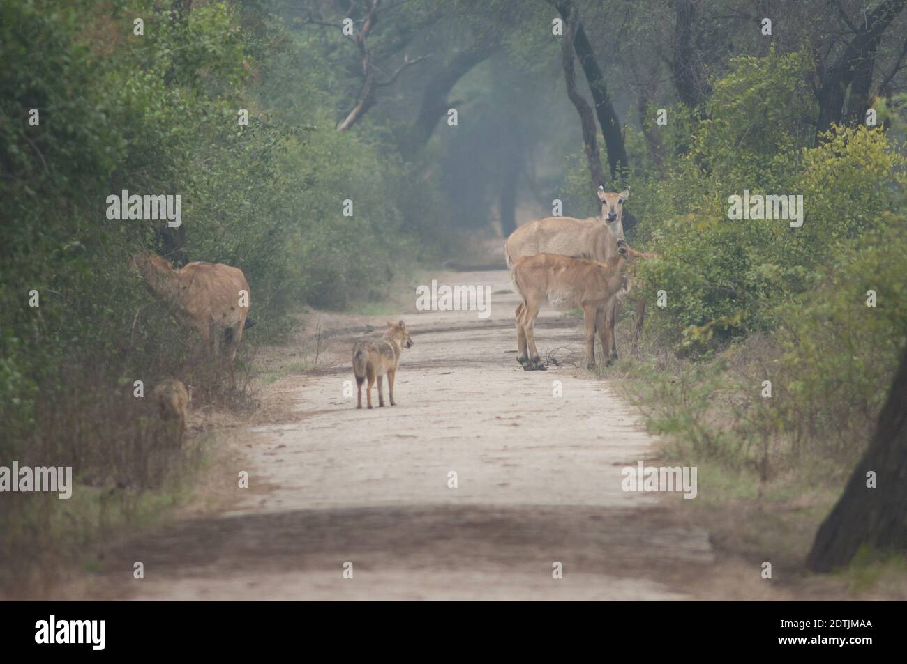 Nilgai Boselaphus tragocamelus browsing e jackals d'oro Canis aureus indicus. Parco Nazionale Keoladeo Ghana. Bharatpur. Rajasthan. India. Foto Stock