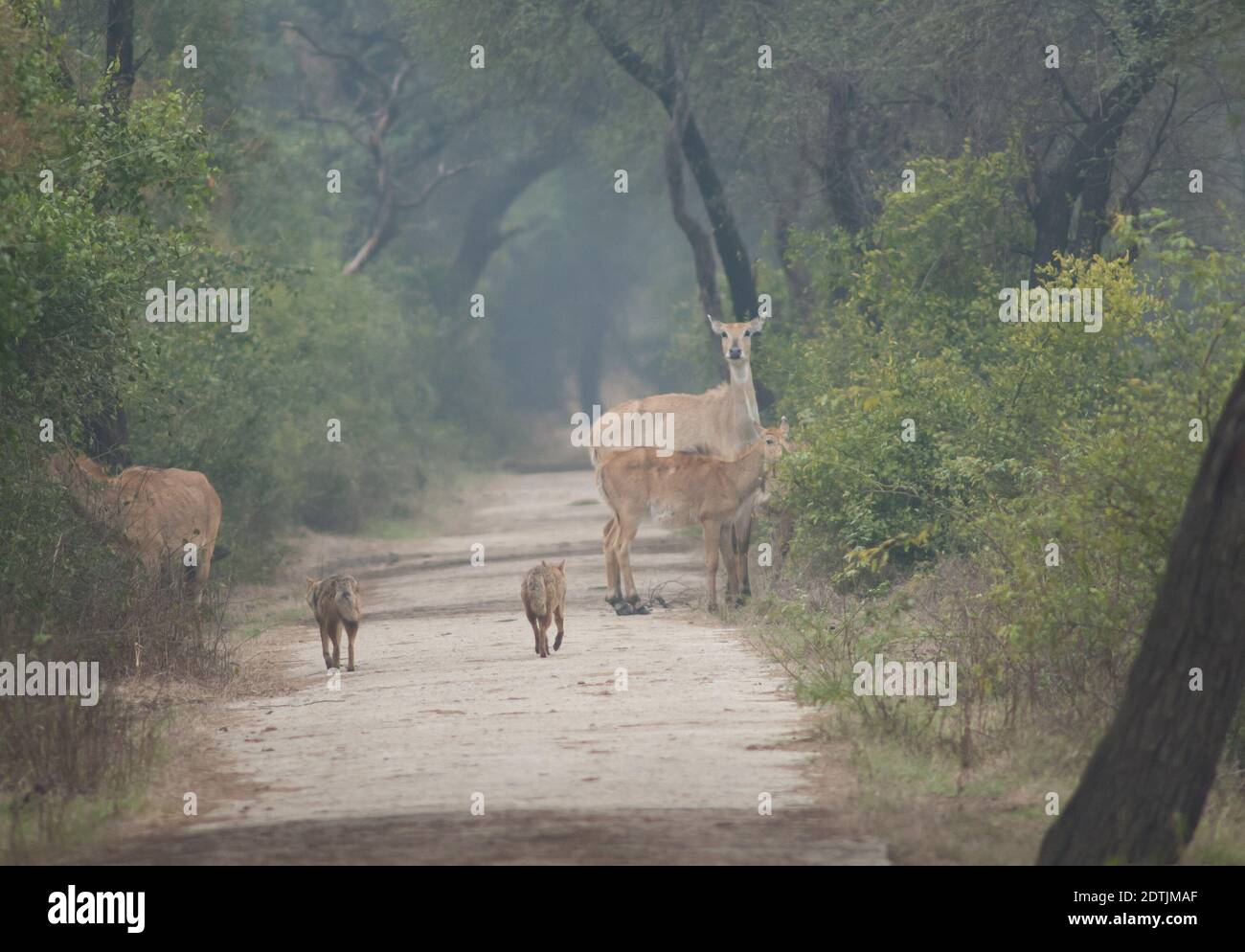 Jackals d'oro Canis aureus indicus e nilgai Boselaphus tragocamelus. Parco Nazionale Keoladeo Ghana. Bharatpur. Rajasthan. India. Foto Stock
