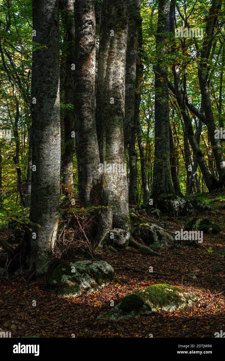 Gioco di luci e ombre in una faggeta in forma autunnale. Abruzzo, Italia, Europa Foto Stock