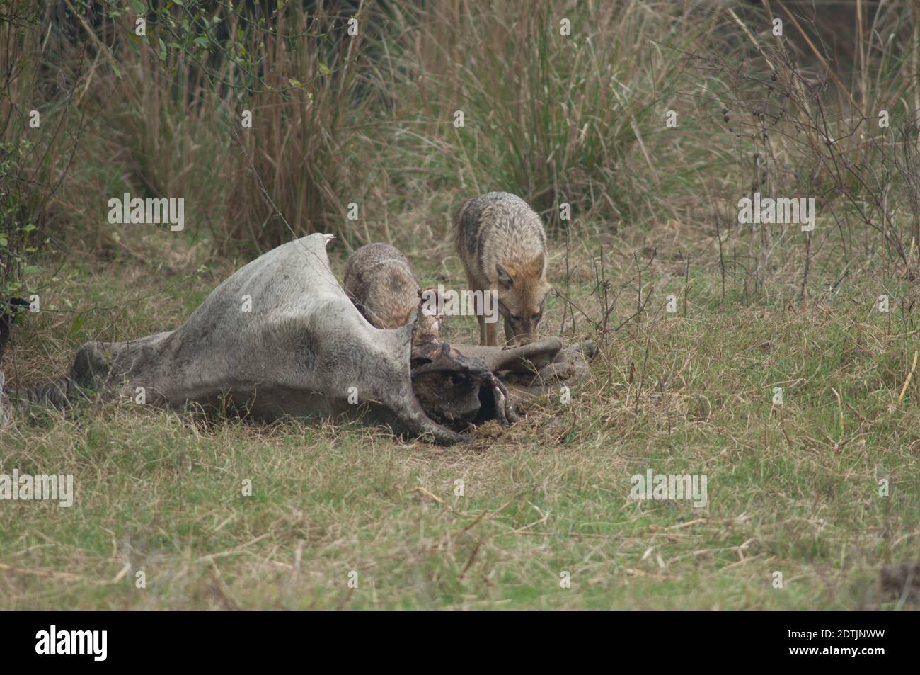 I jackals d'oro Canis aureus indicano l'alimentazione di uno zebù morto. Parco Nazionale Keoladeo Ghana. Bharatpur. Rajasthan. India. Foto Stock