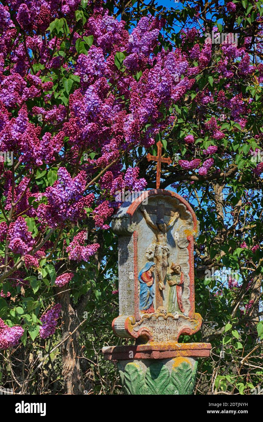 Wayside santuario di fronte al lilla fiorente vicino Hilders a Rhön, Fulda County, Assia, Germania / Bildstock vor blühendem Flieder bei Hilders in der RH Foto Stock