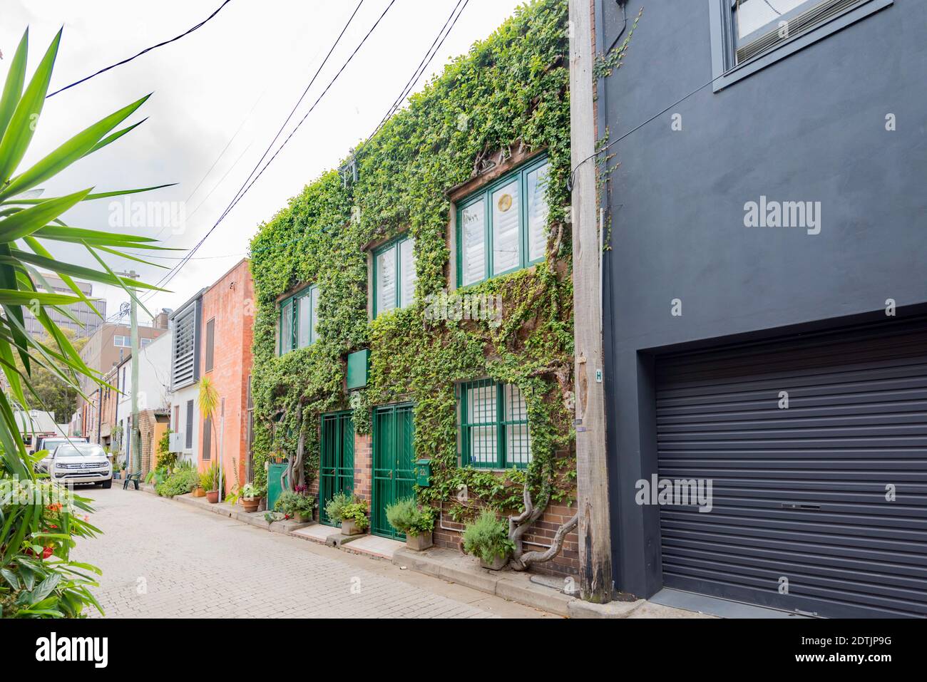 La parete esterna di questa terrazza rinnovata a Darlinghurst a Sydney, Australia, è completamente coperta da una vite o pianta matura Foto Stock