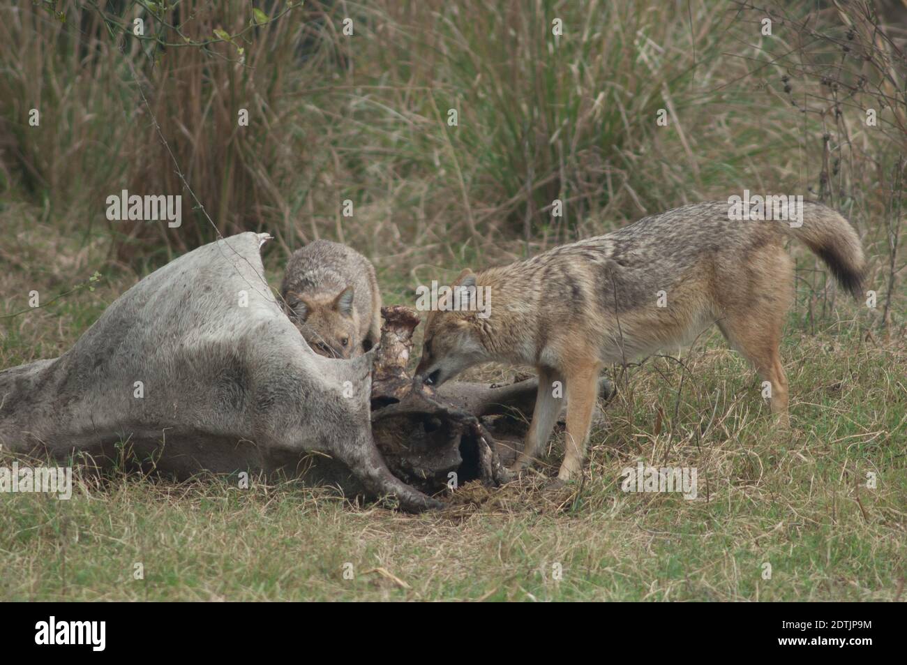 I jackals d'oro Canis aureus indicano che mangiano uno zebù morto. Parco Nazionale Keoladeo Ghana. Bharatpur. Rajasthan. India. Foto Stock