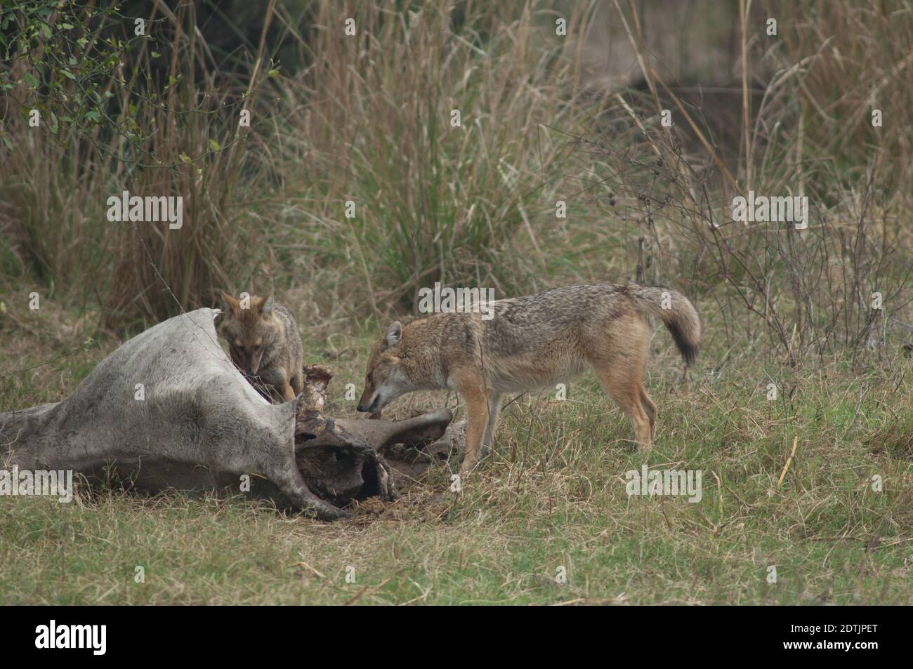 I jackals d'oro Canis aureus indicano che mangiano uno zebù morto. Parco Nazionale Keoladeo Ghana. Bharatpur. Rajasthan. India. Foto Stock