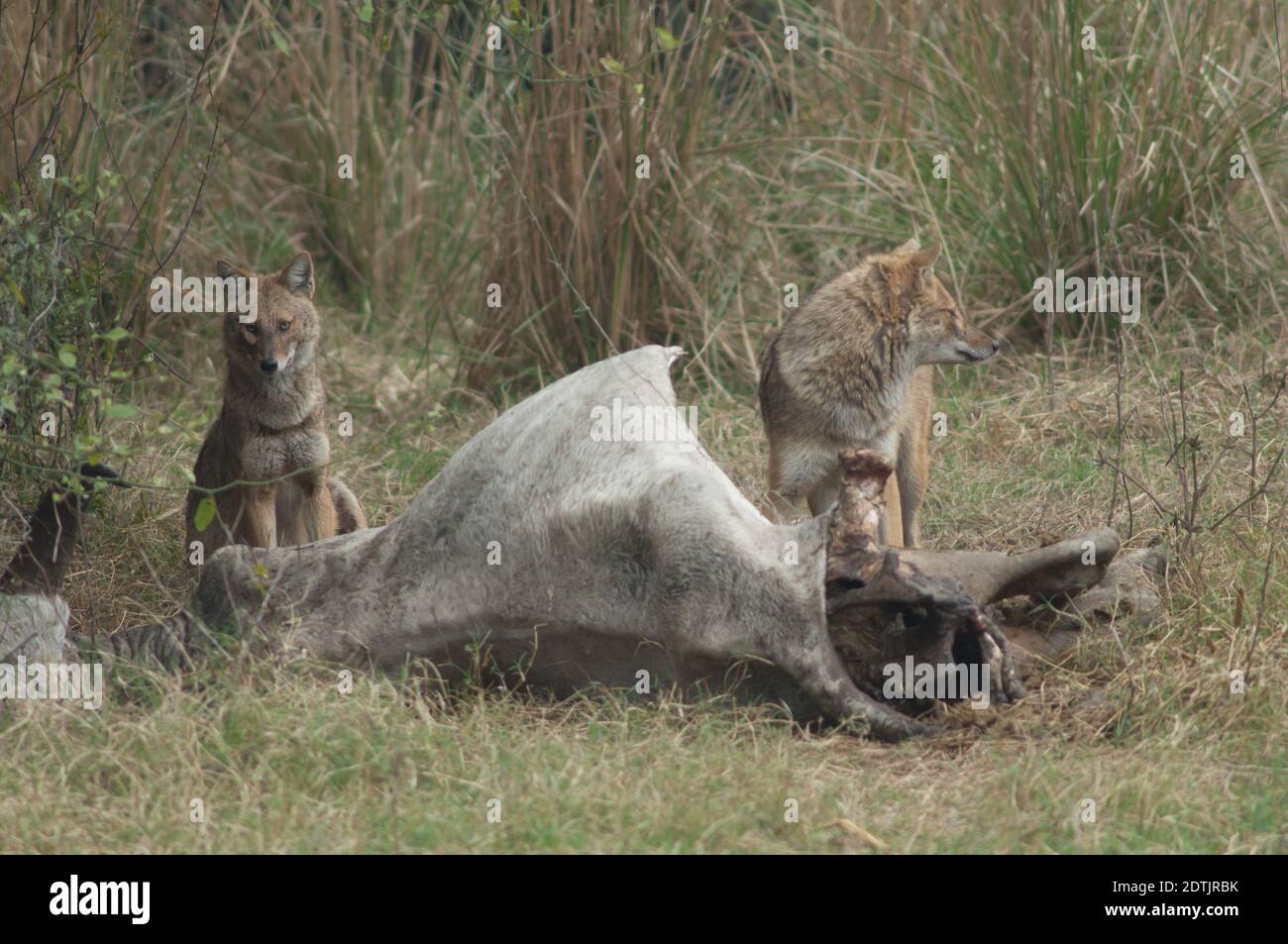 I jackals d'oro Canis aureus indicano l'alimentazione di uno zebù morto. Parco Nazionale Keoladeo Ghana. Bharatpur. Rajasthan. India. Foto Stock