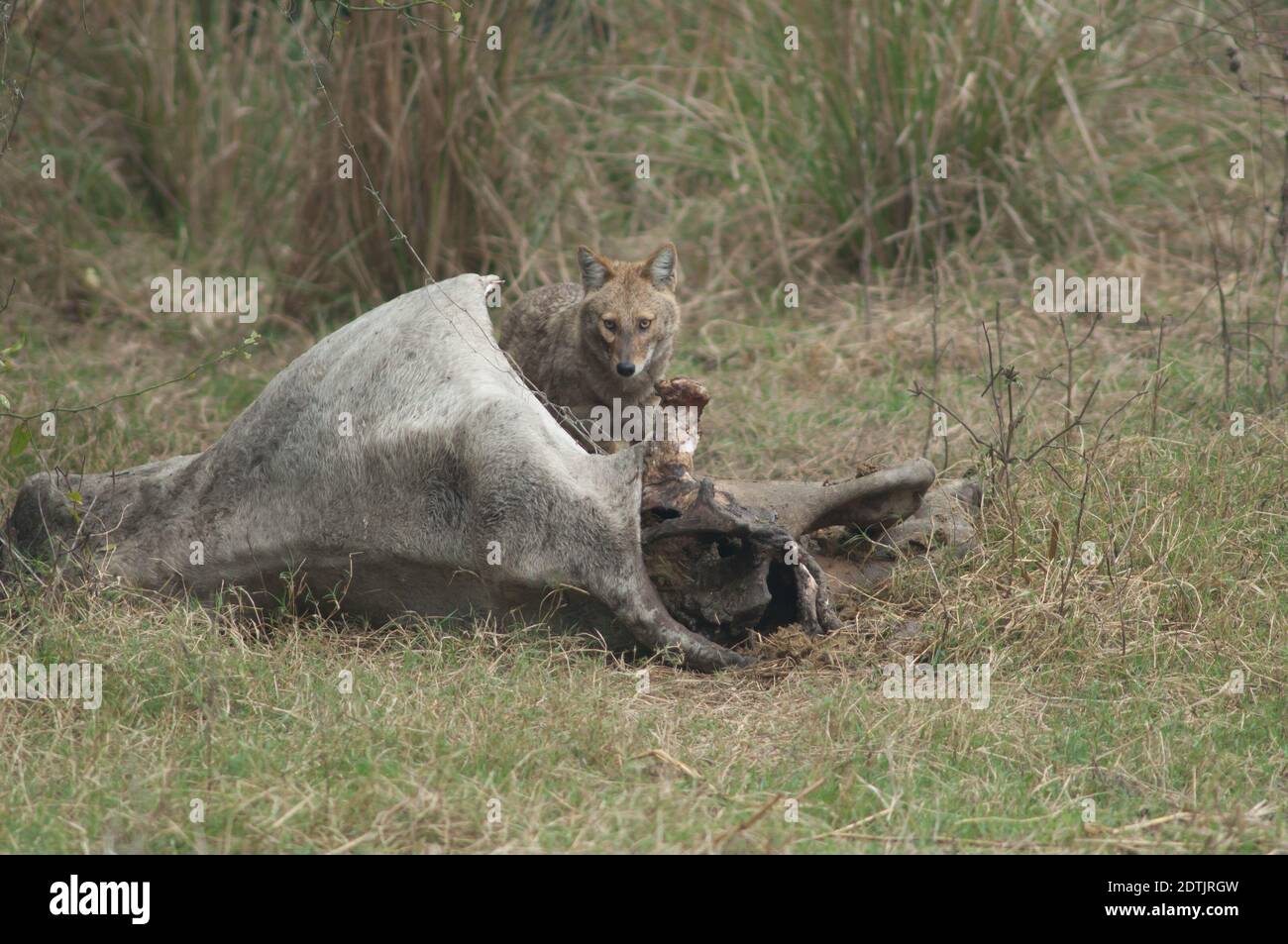 Il jackal d'oro Canis aureus indica l'alimentazione di uno zebù morto. Parco Nazionale Keoladeo Ghana. Bharatpur. Rajasthan. India. Foto Stock