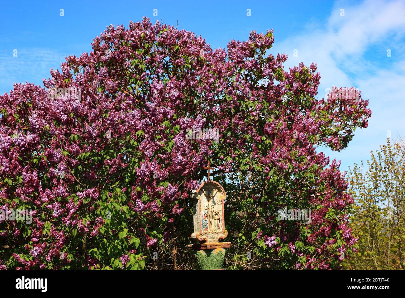 Wayside santuario di fronte al lilla fiorente vicino Hilders a Rhön, Fulda County, Assia, Germania / Bildstock vor blühendem Flieder bei Hilders in der RH Foto Stock