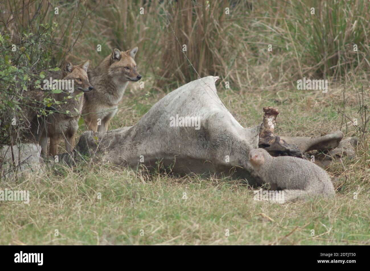 Jackals d'oro Canis aureus indicus e Mongoose grigio indiano Herpestes edwardsii accanto a uno zebù morto. Keoladeo Ghana. Bharatpur. Rajasthan. India. Foto Stock