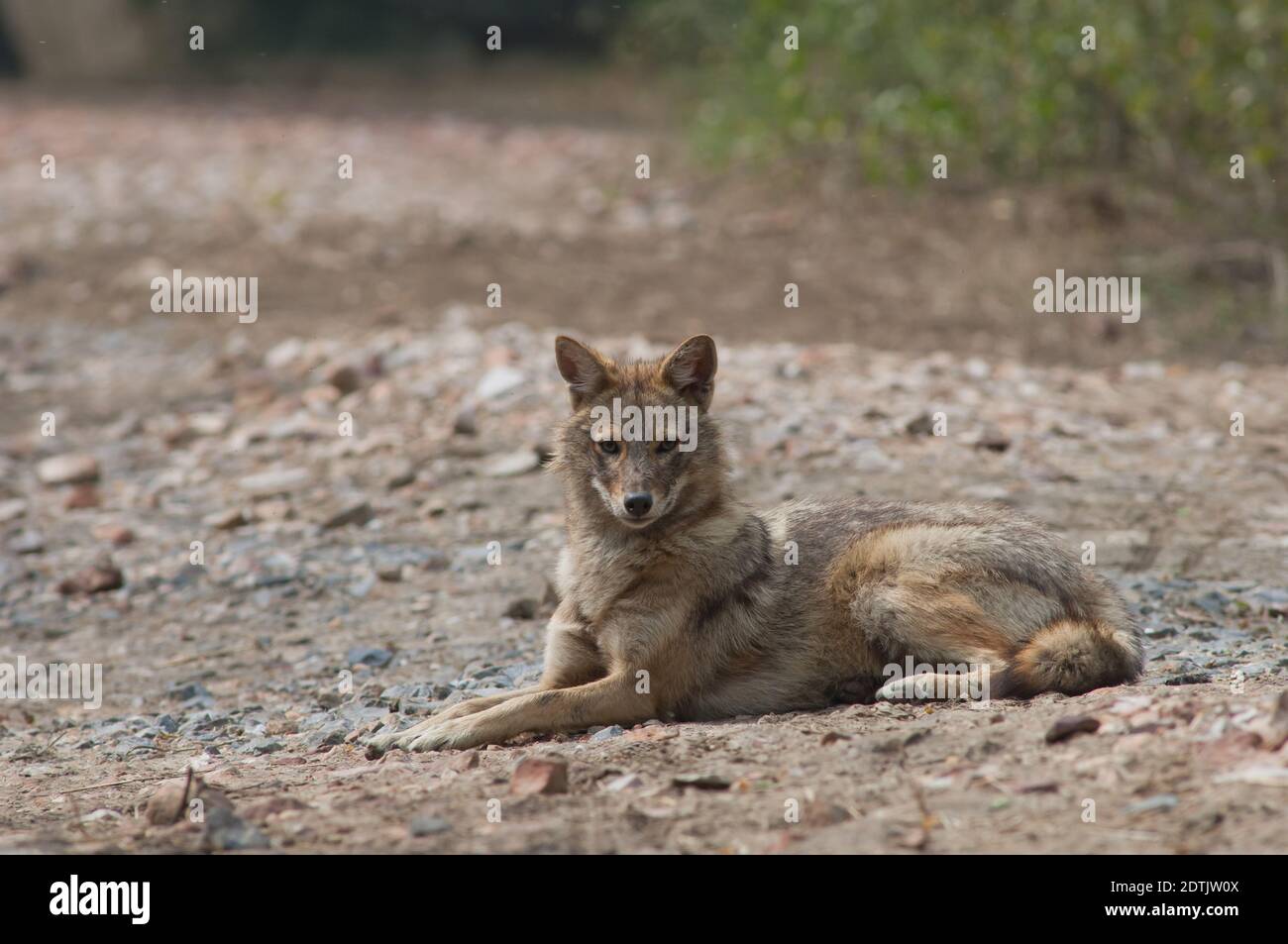 Il jackal d'oro Canis aureus indica che giace a terra. Parco Nazionale Keoladeo Ghana. Bharatpur. Rajasthan. India. Foto Stock