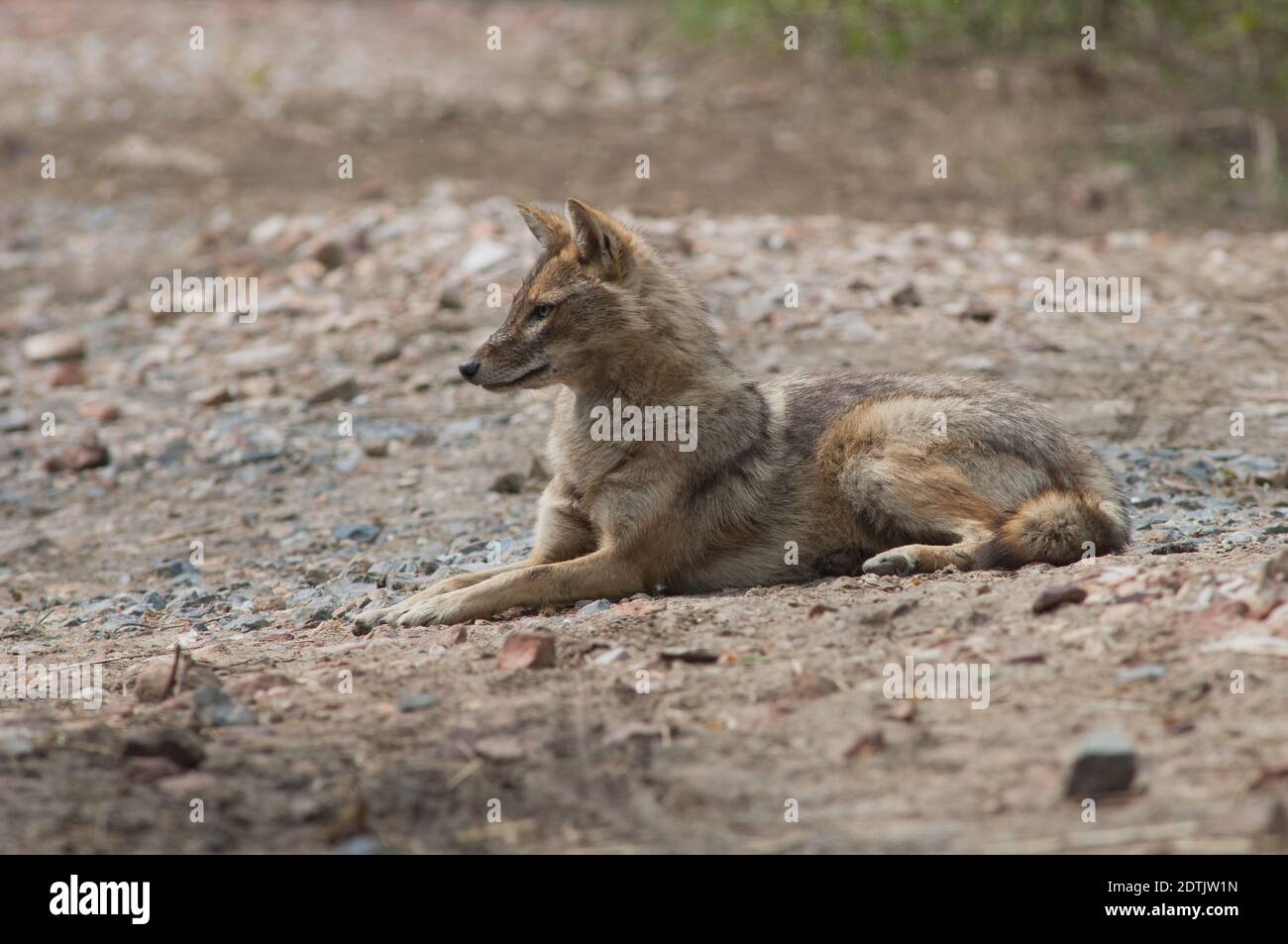 Il jackal d'oro Canis aureus indica che giace a terra. Parco Nazionale Keoladeo Ghana. Bharatpur. Rajasthan. India. Foto Stock